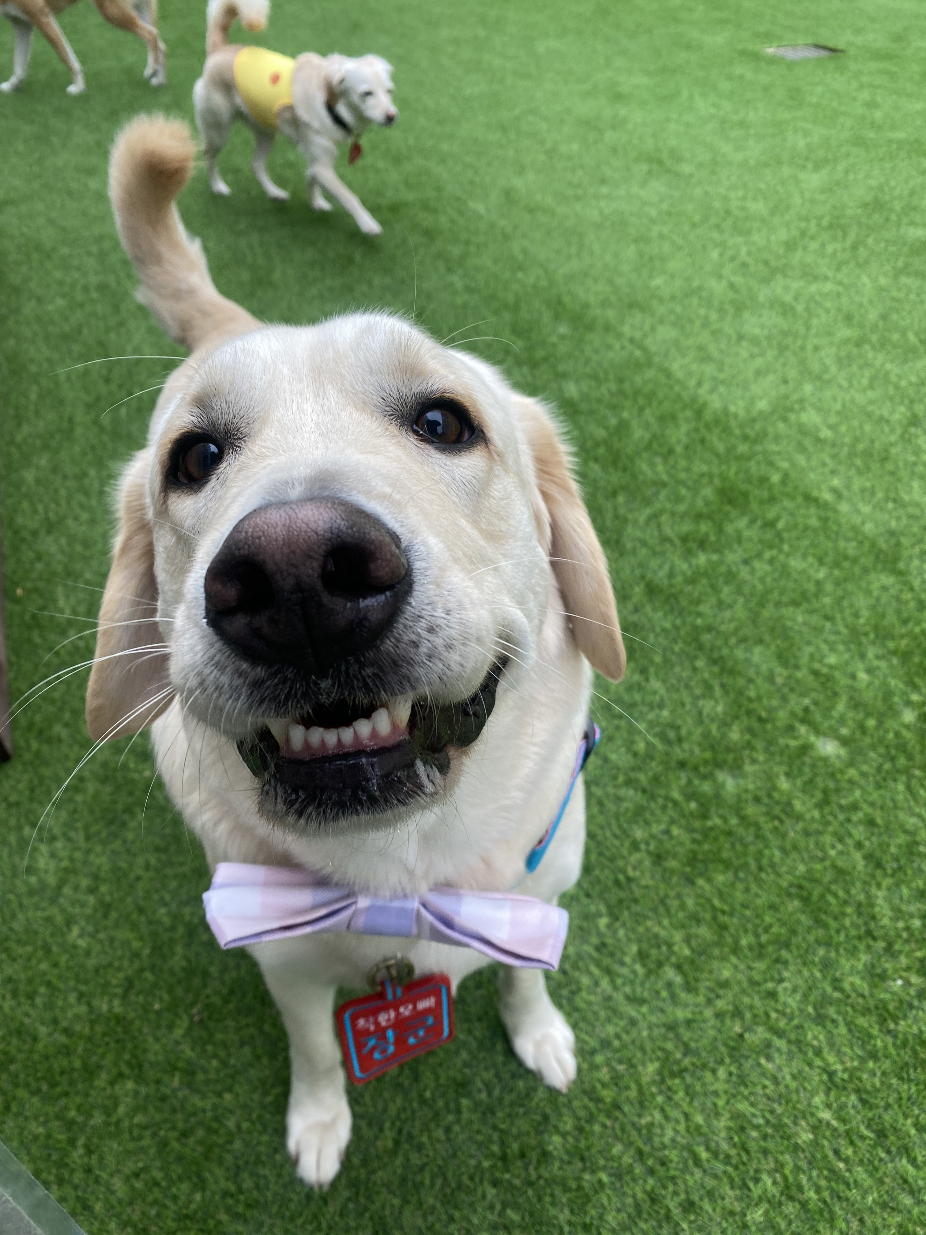 파자마독 대표 이미지