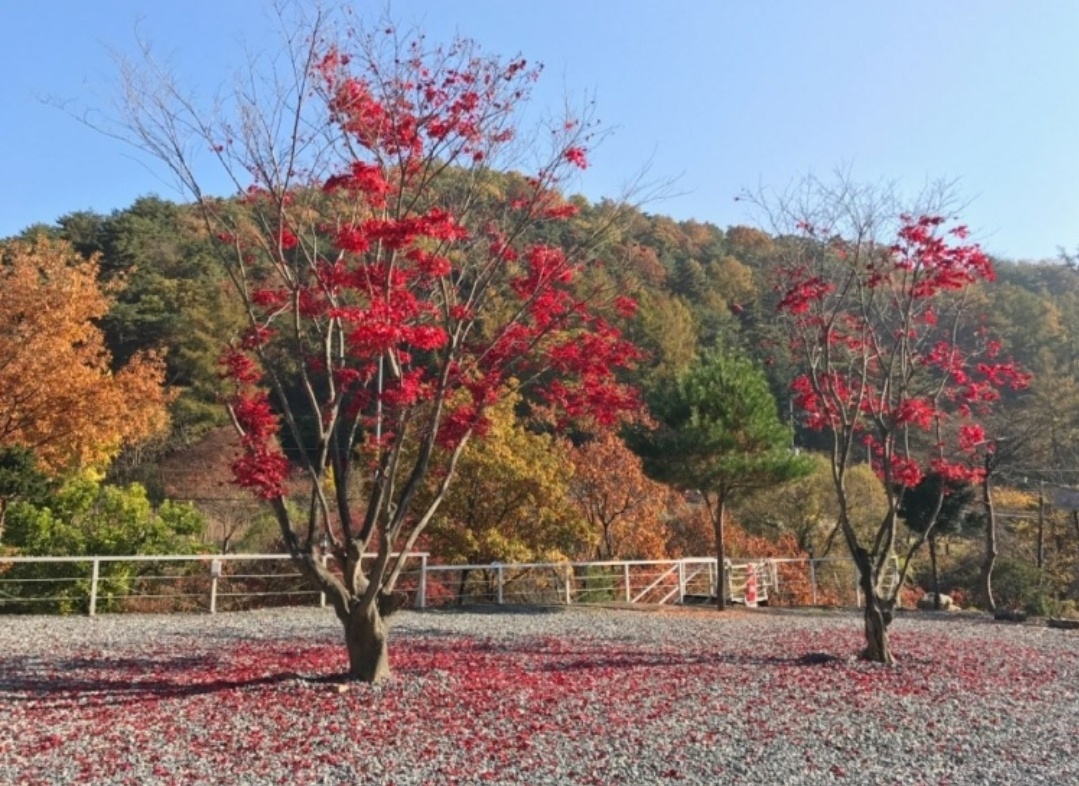 덕동히든밸리캠프펜션