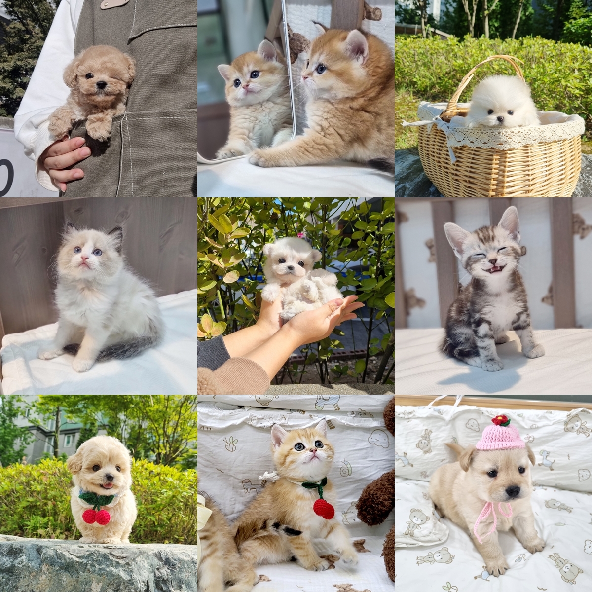 고양이요미캣 강아지요미독 목동점