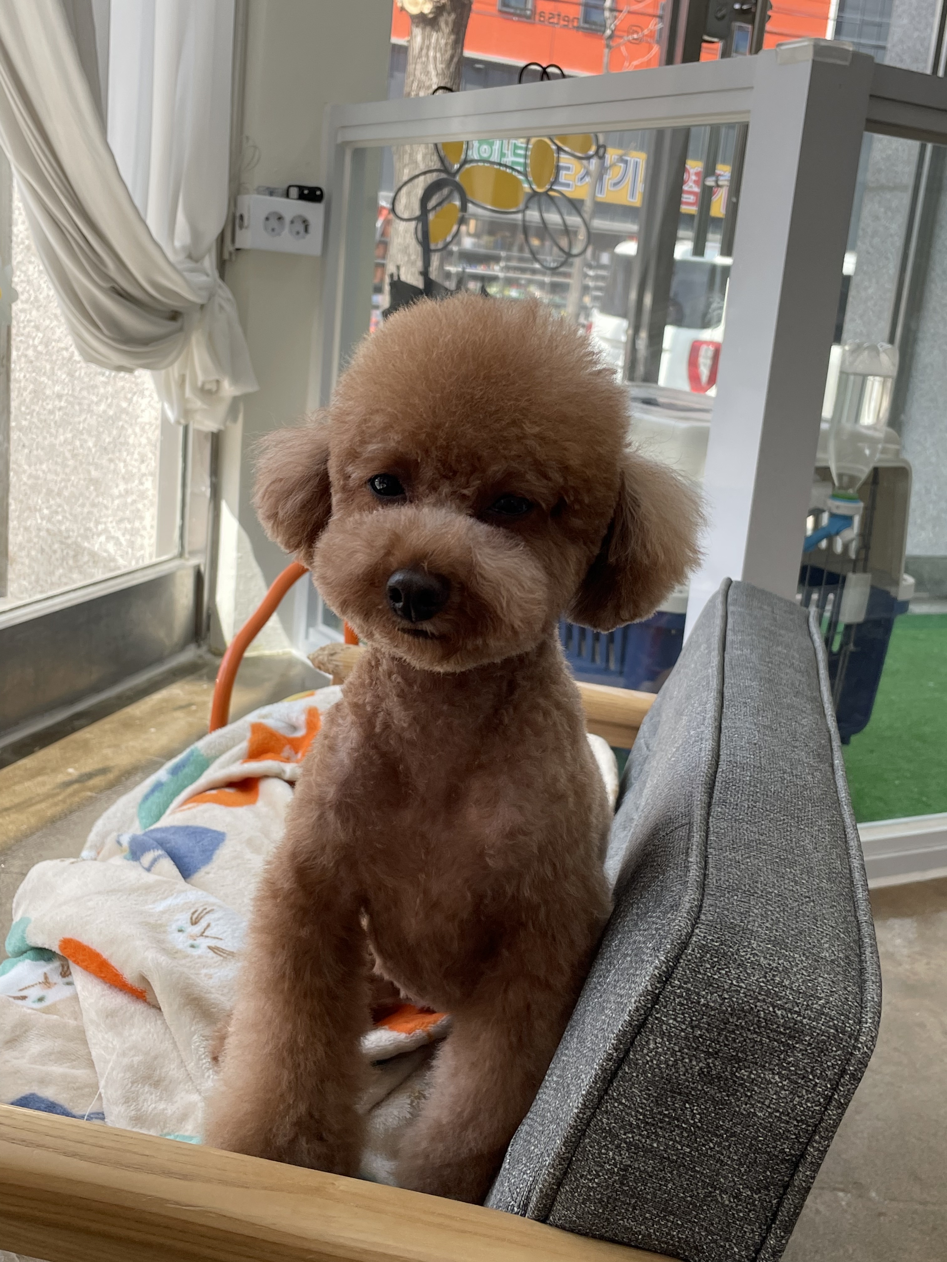 윤펫살롱 대표 이미지