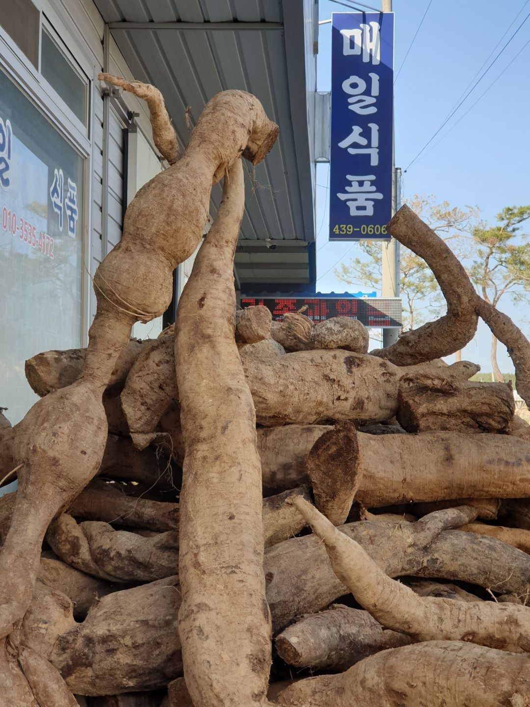 매일건강원