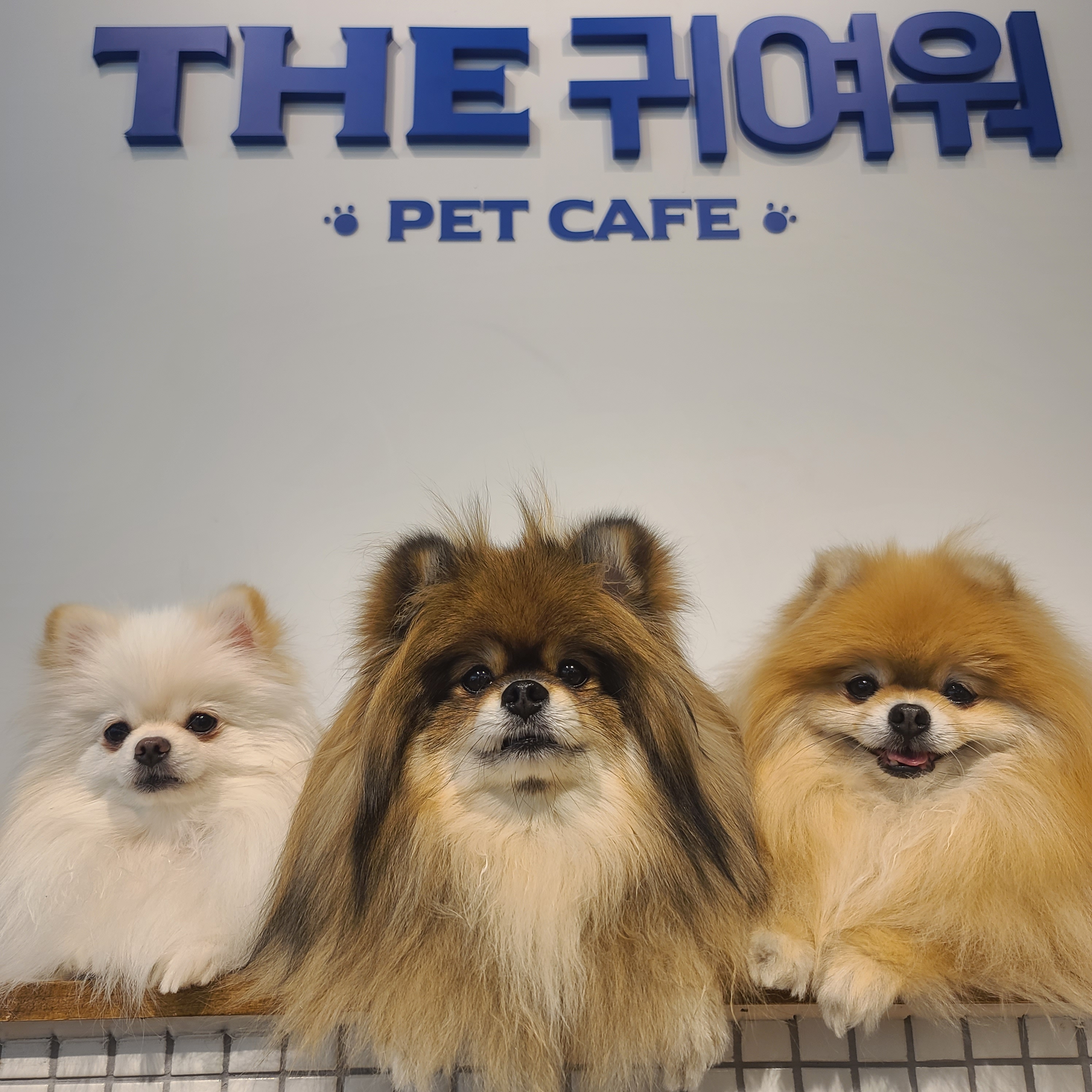 THE귀여워 5