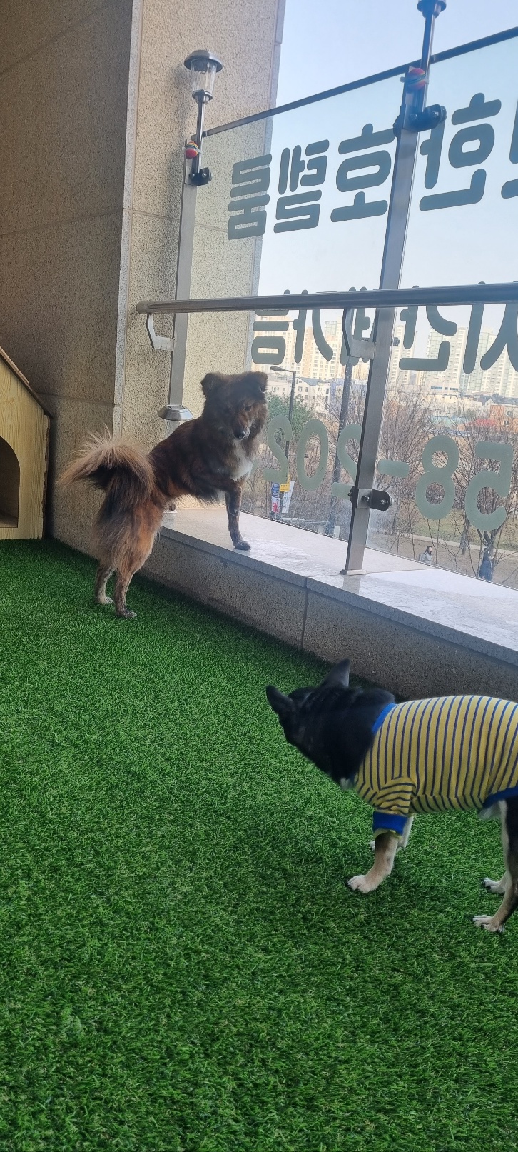 펫 필드 호텔 대표 이미지