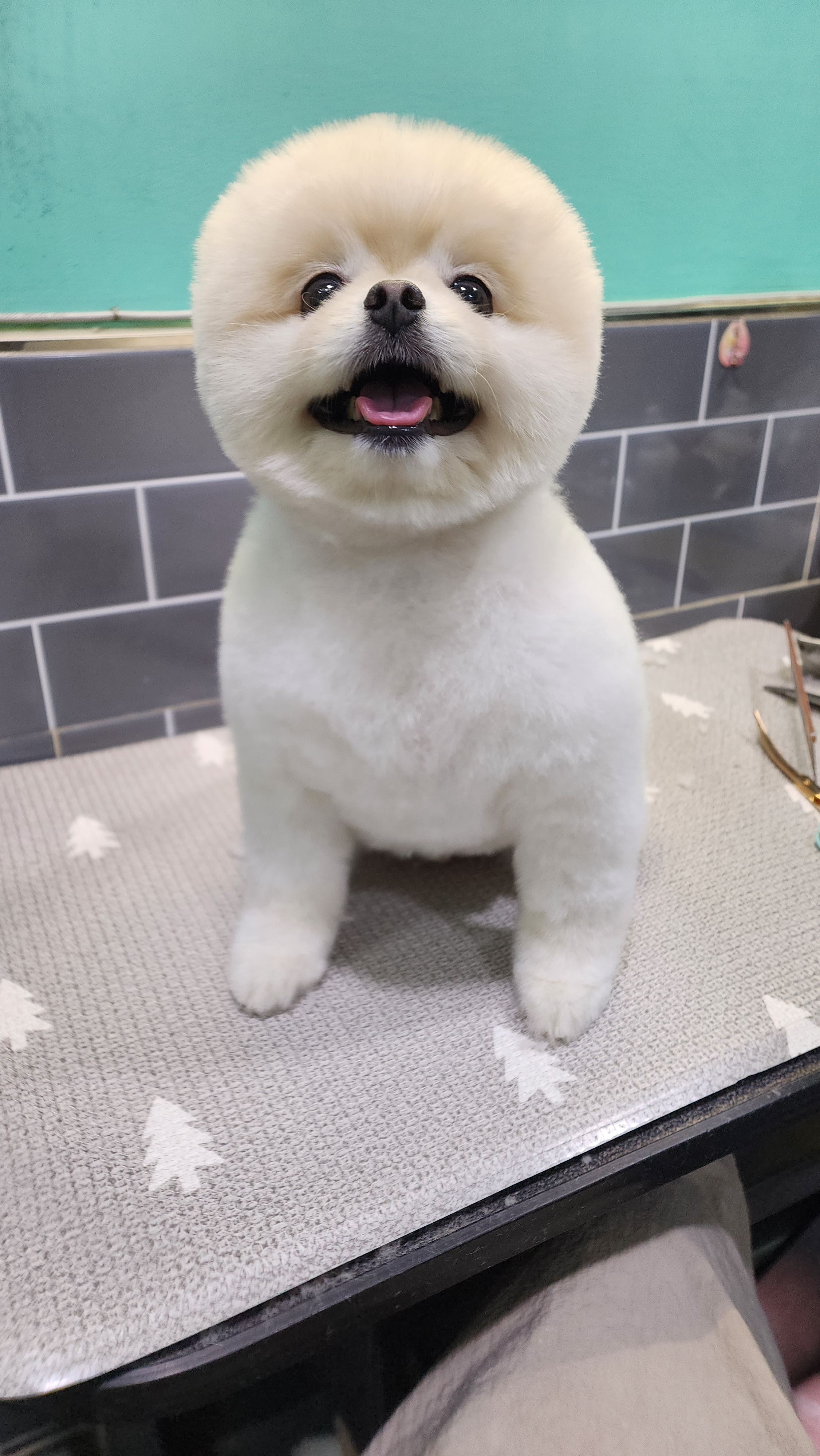 개으른세상 반려동물 동반 애견카페