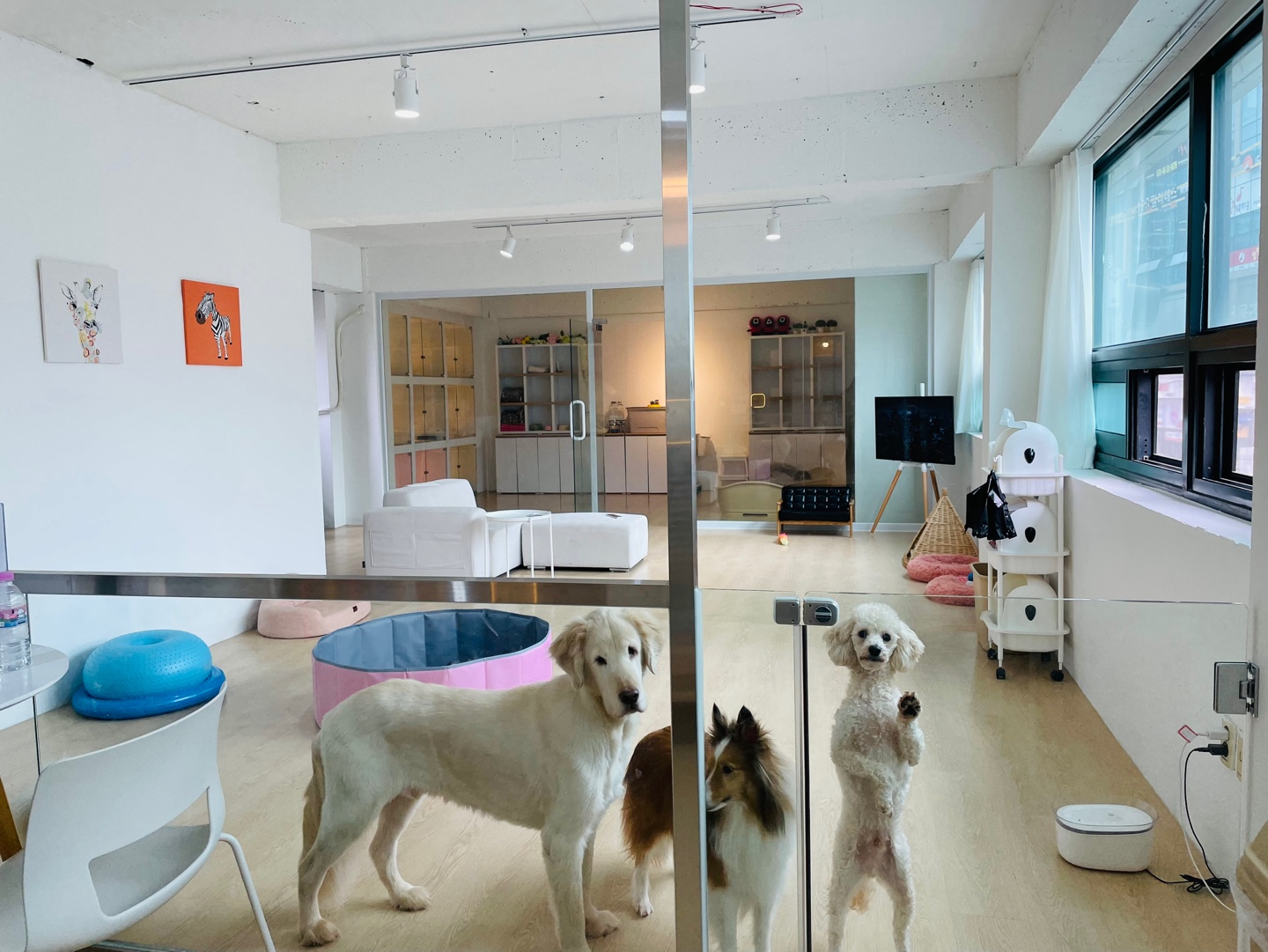 케니애견돌봄센터 대표 이미지