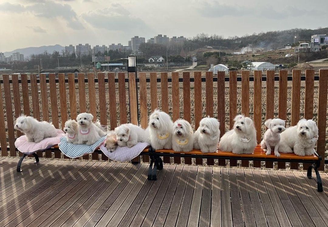 위드독