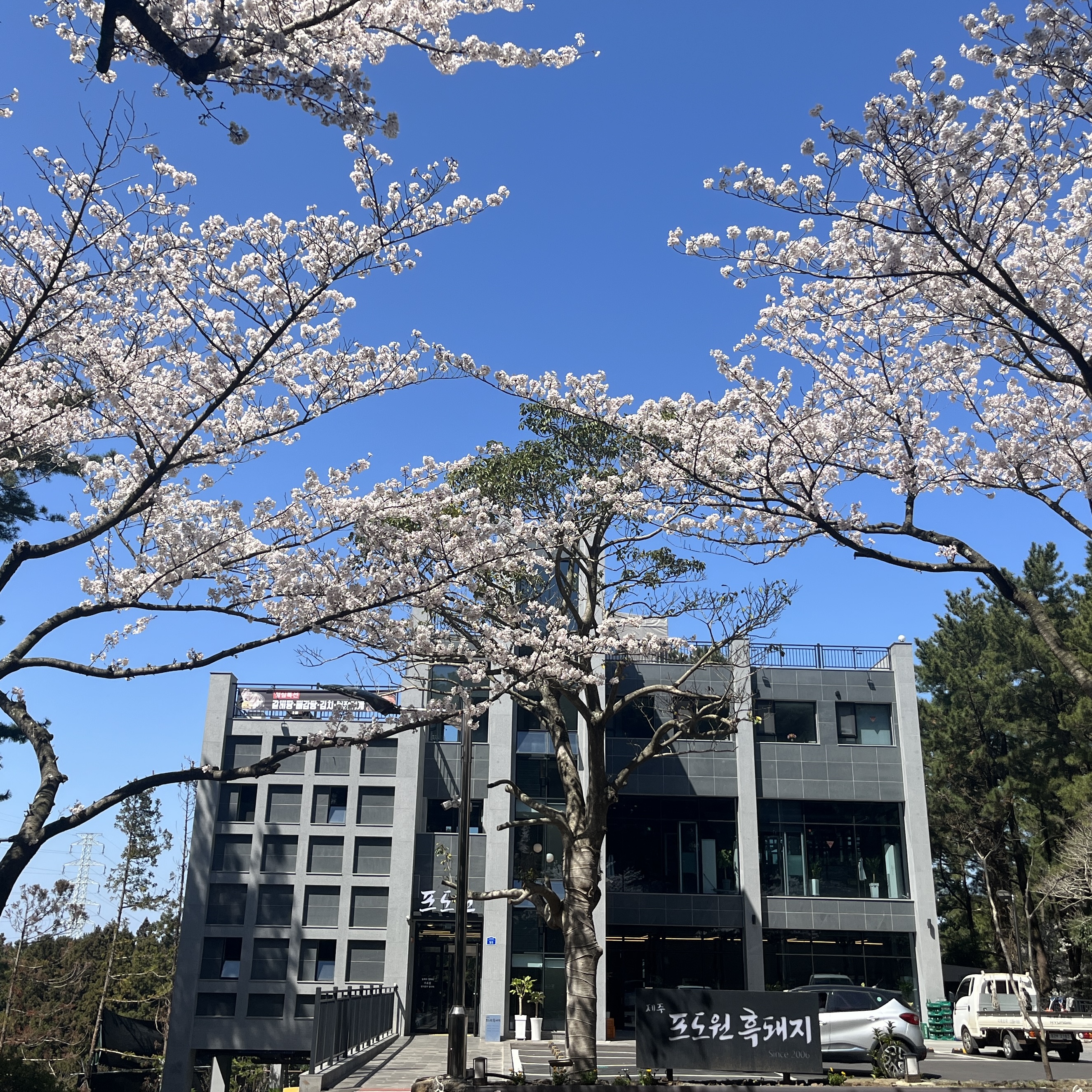 포도원흑돼지