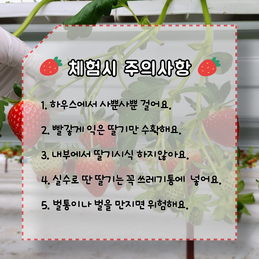 두드림딸기