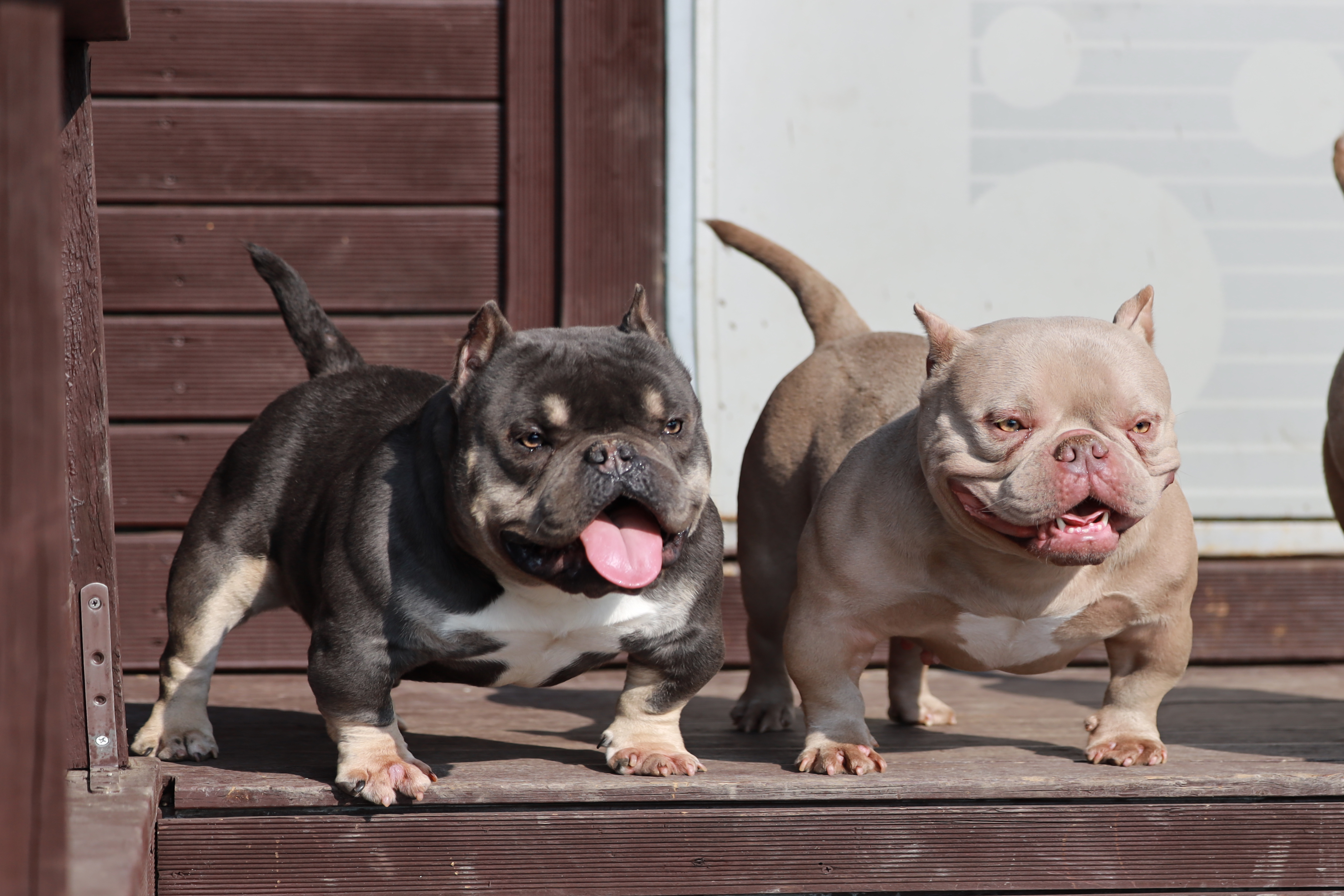 KGB켄넬&dogcafe 3