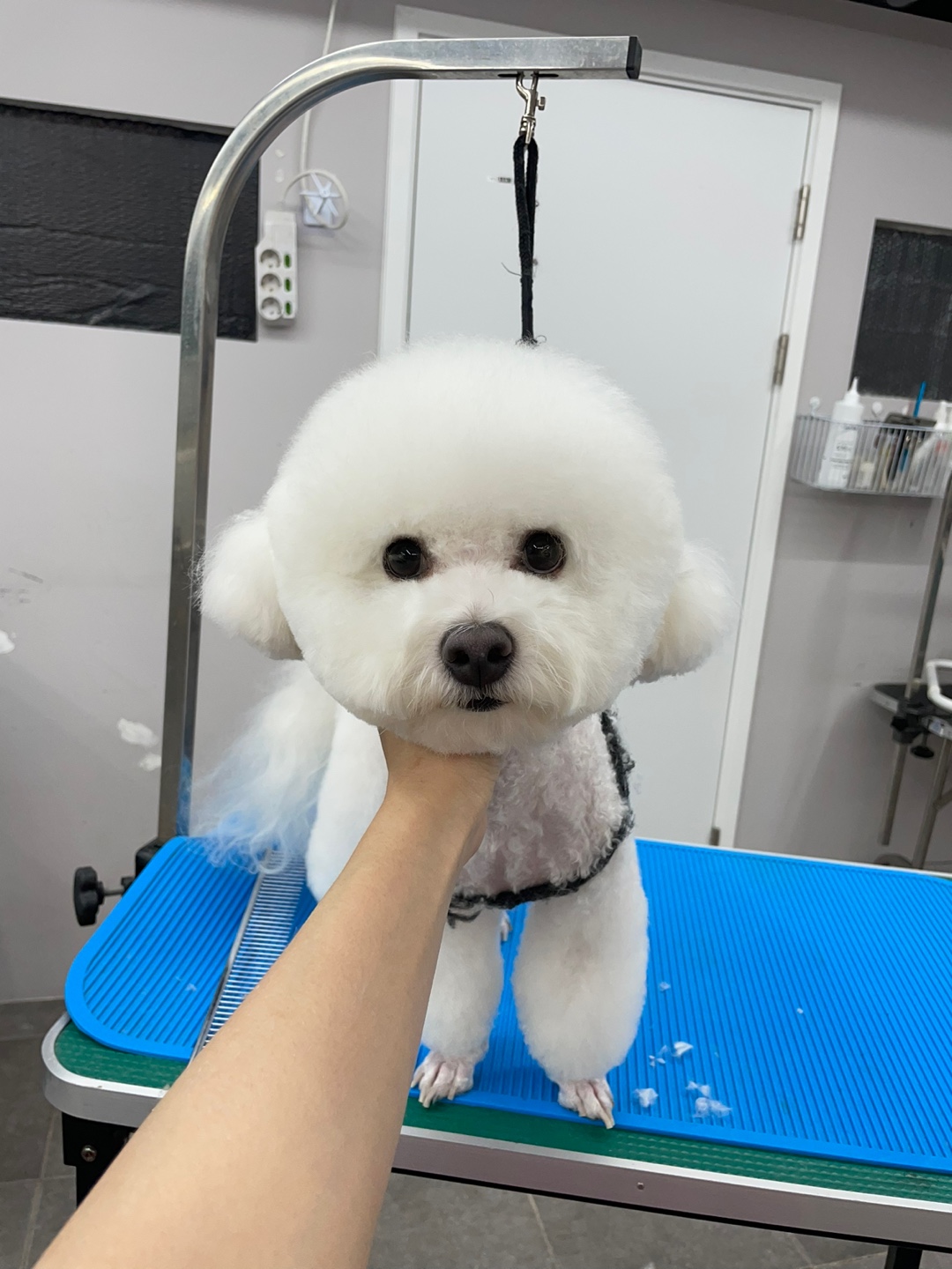 블리스펫츠