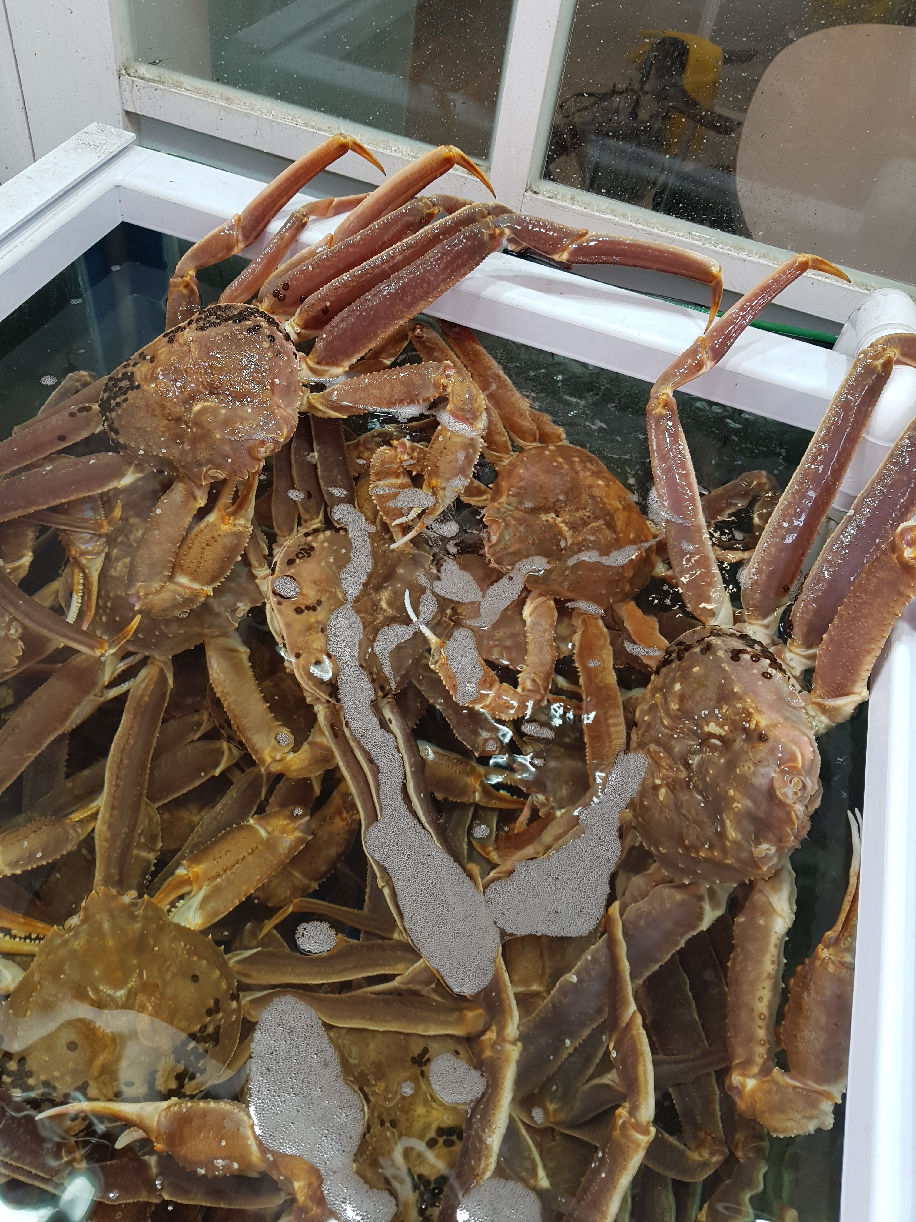 대성수산 대게직판점 창원점