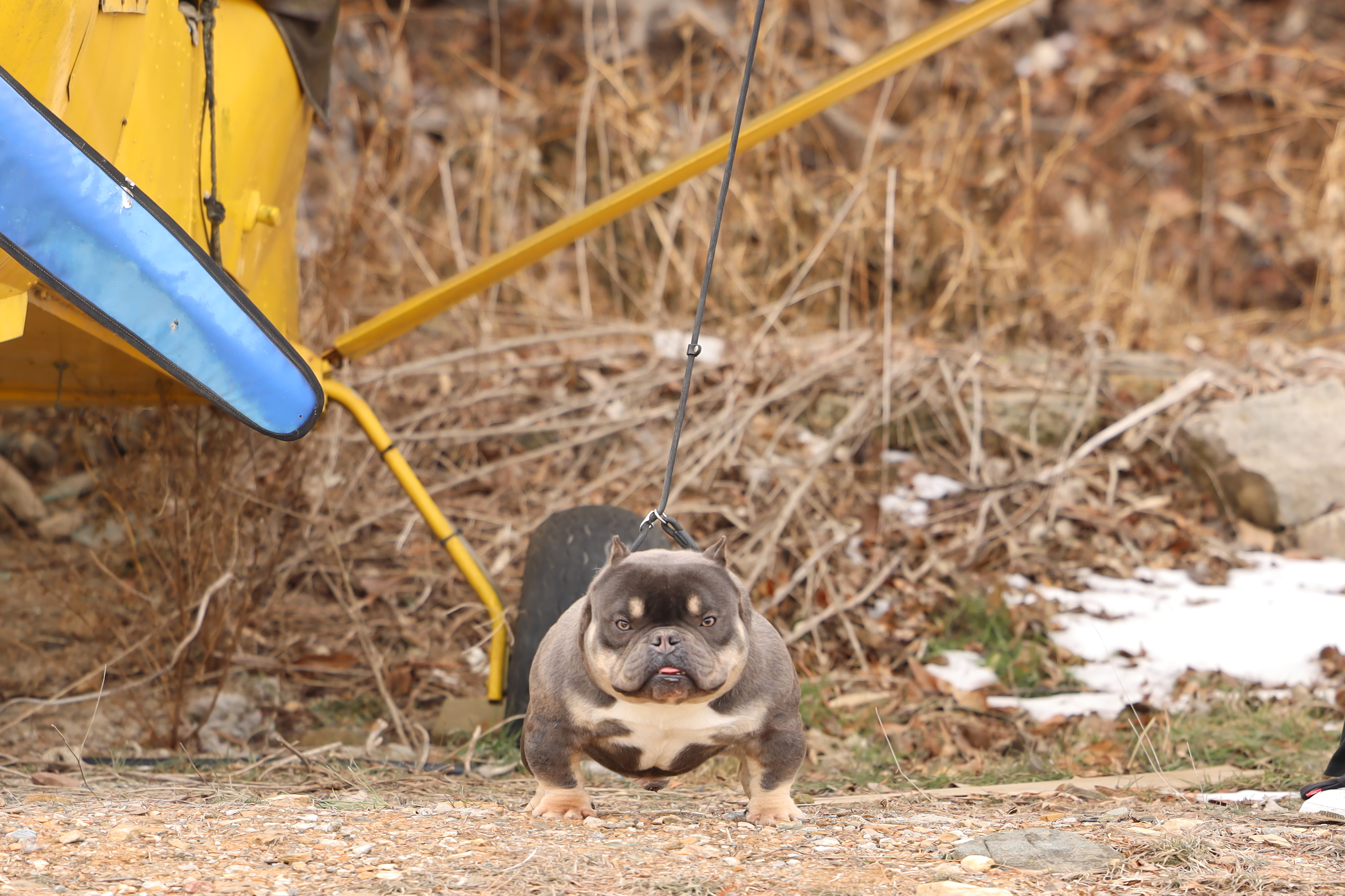 KGB켄넬 대표 이미지