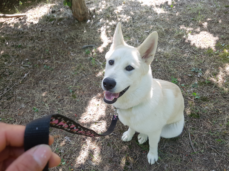 씽크독스쿨 대표 이미지