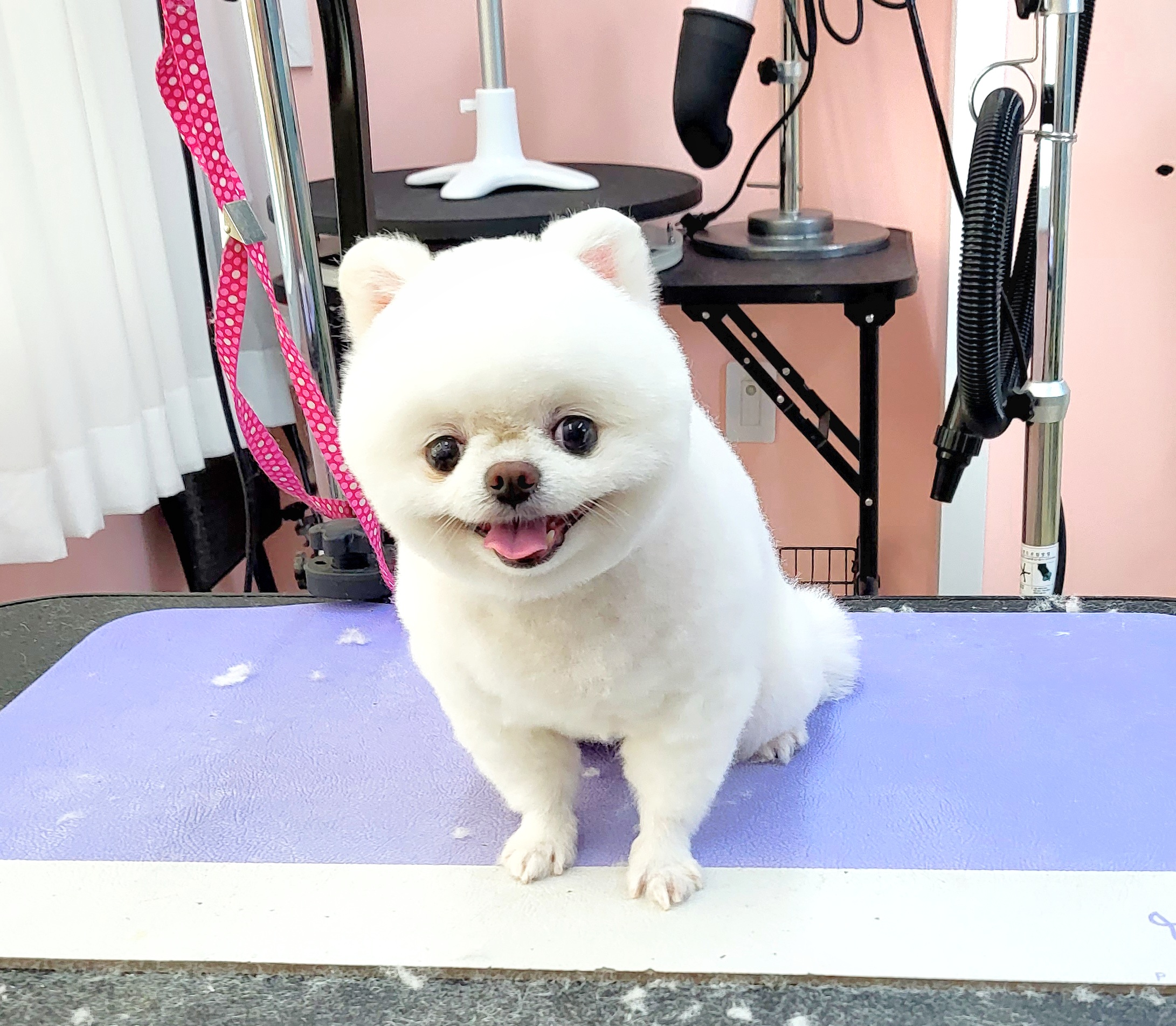 코코살롱