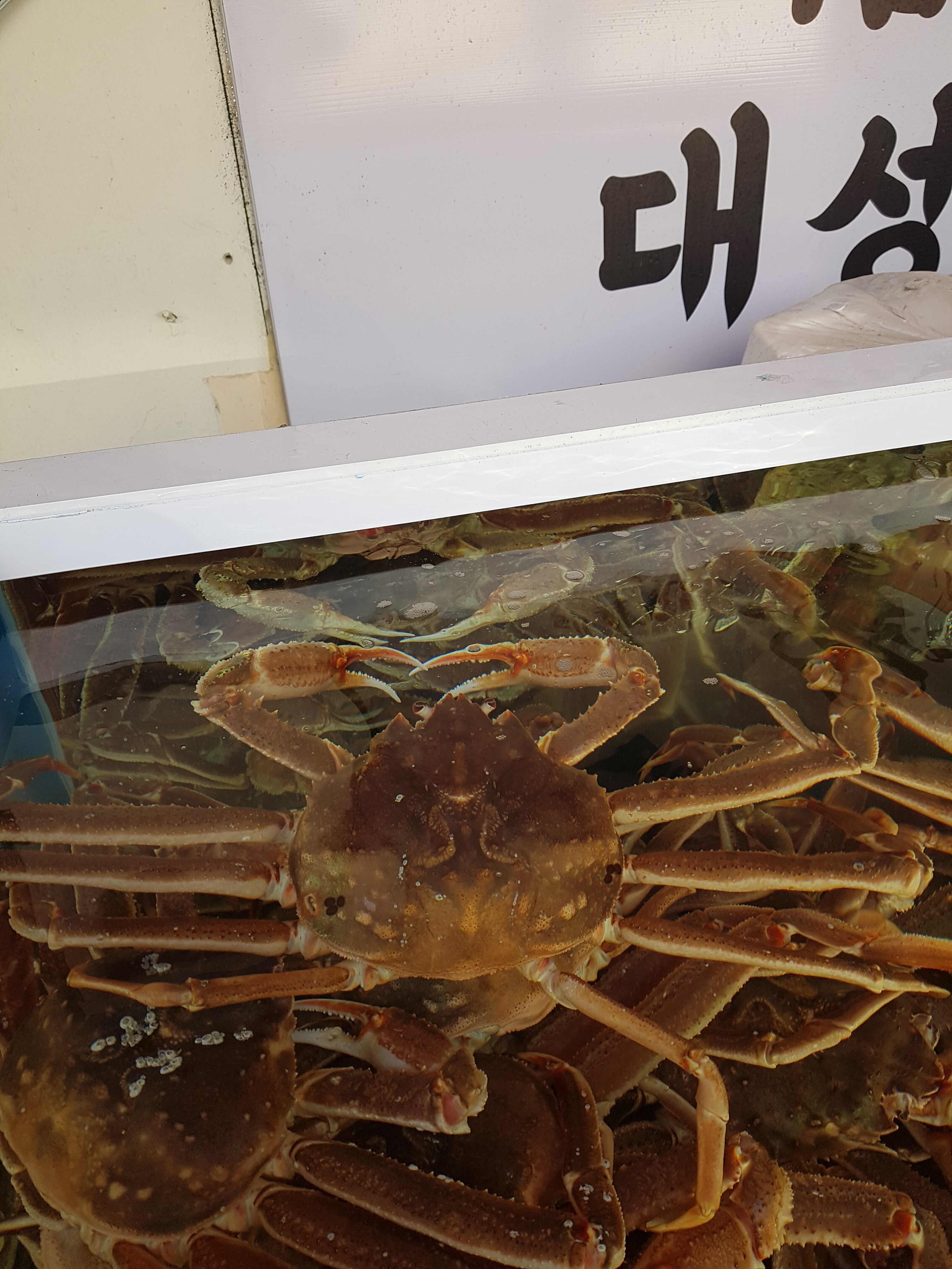 대성수산 대게직판점 창원점