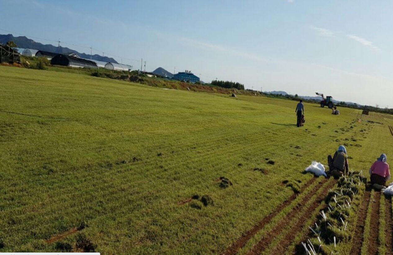 서산잔디 나무농장