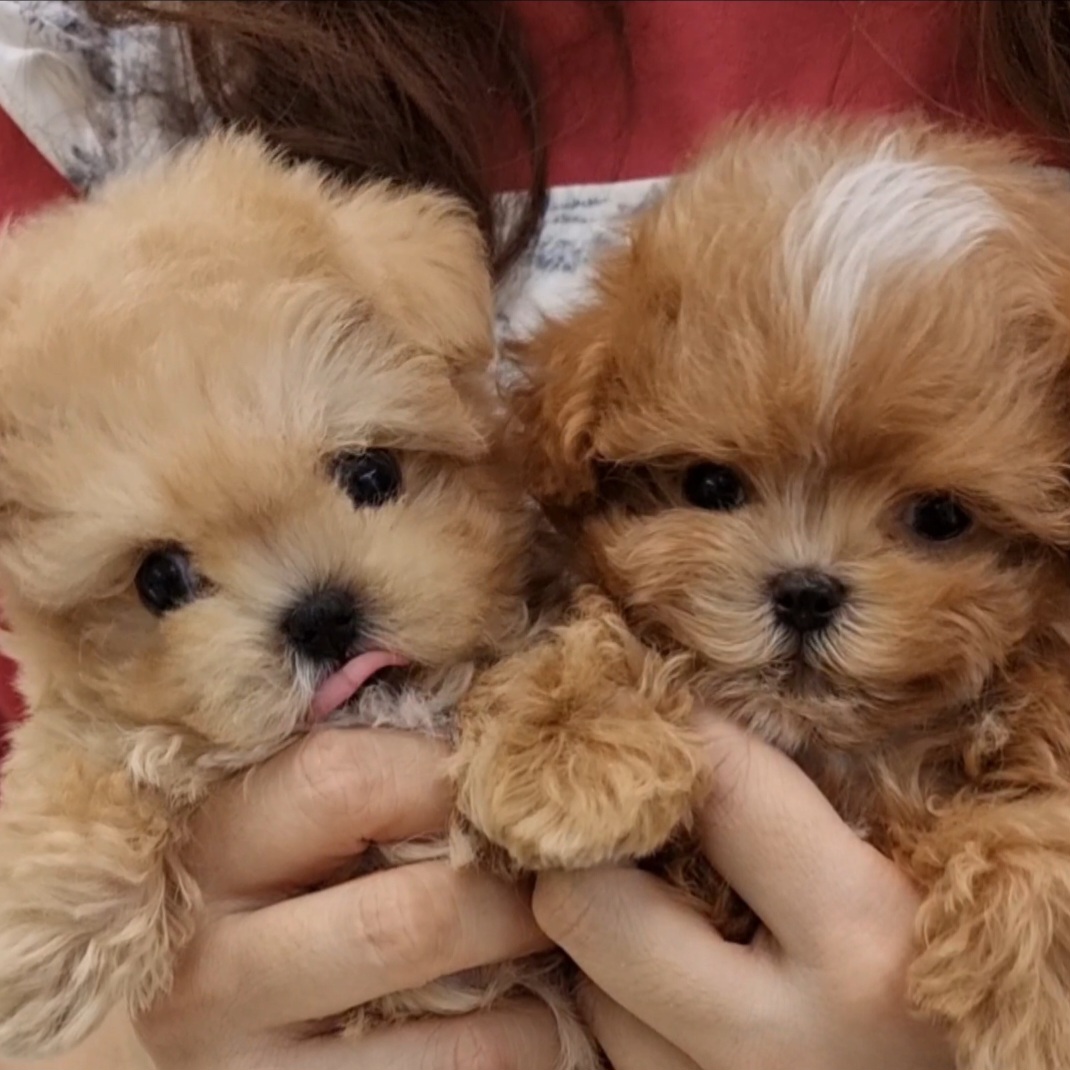 플랜멍 강아지분양 대구본점