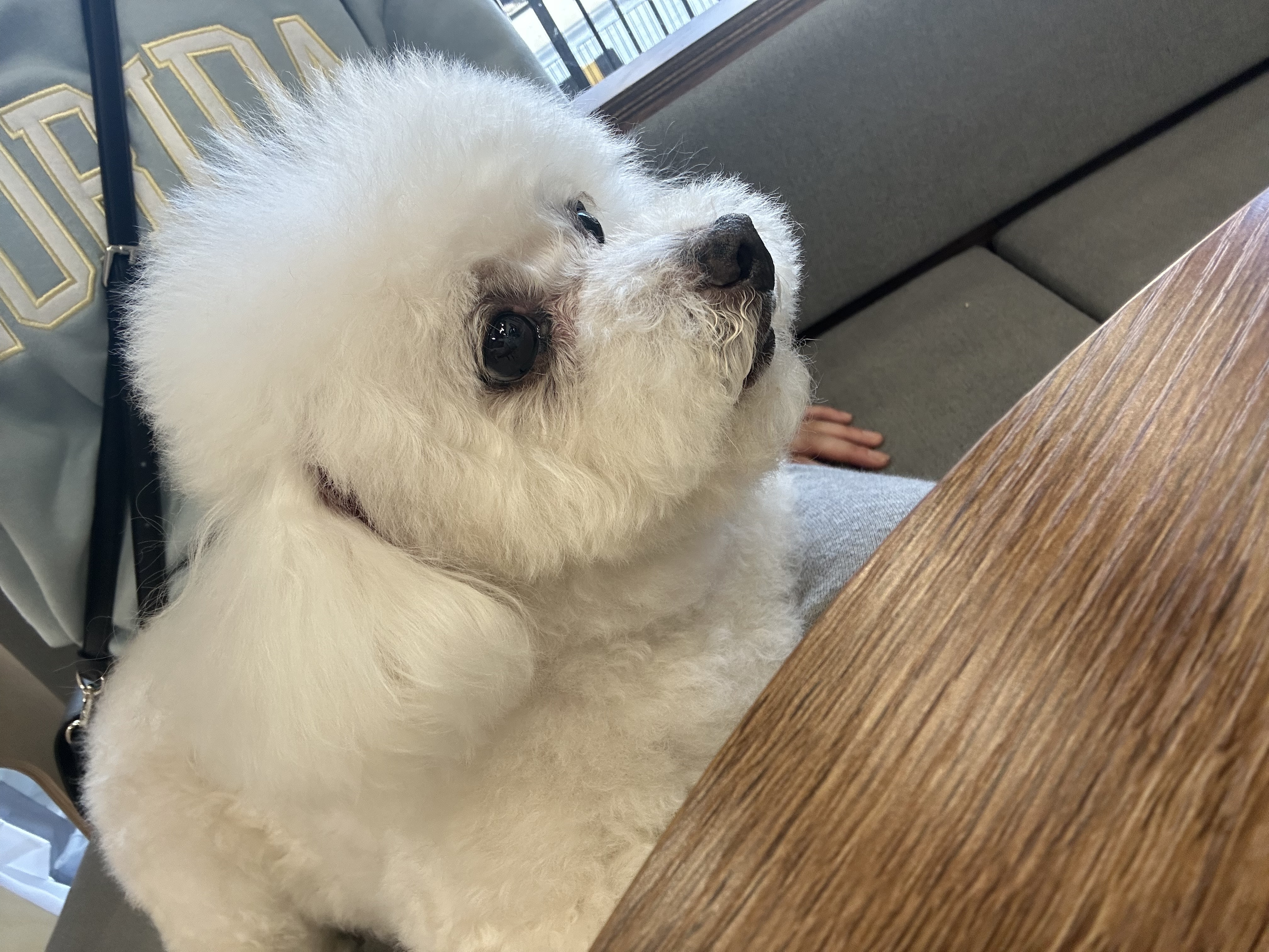 하이보리 사진 6