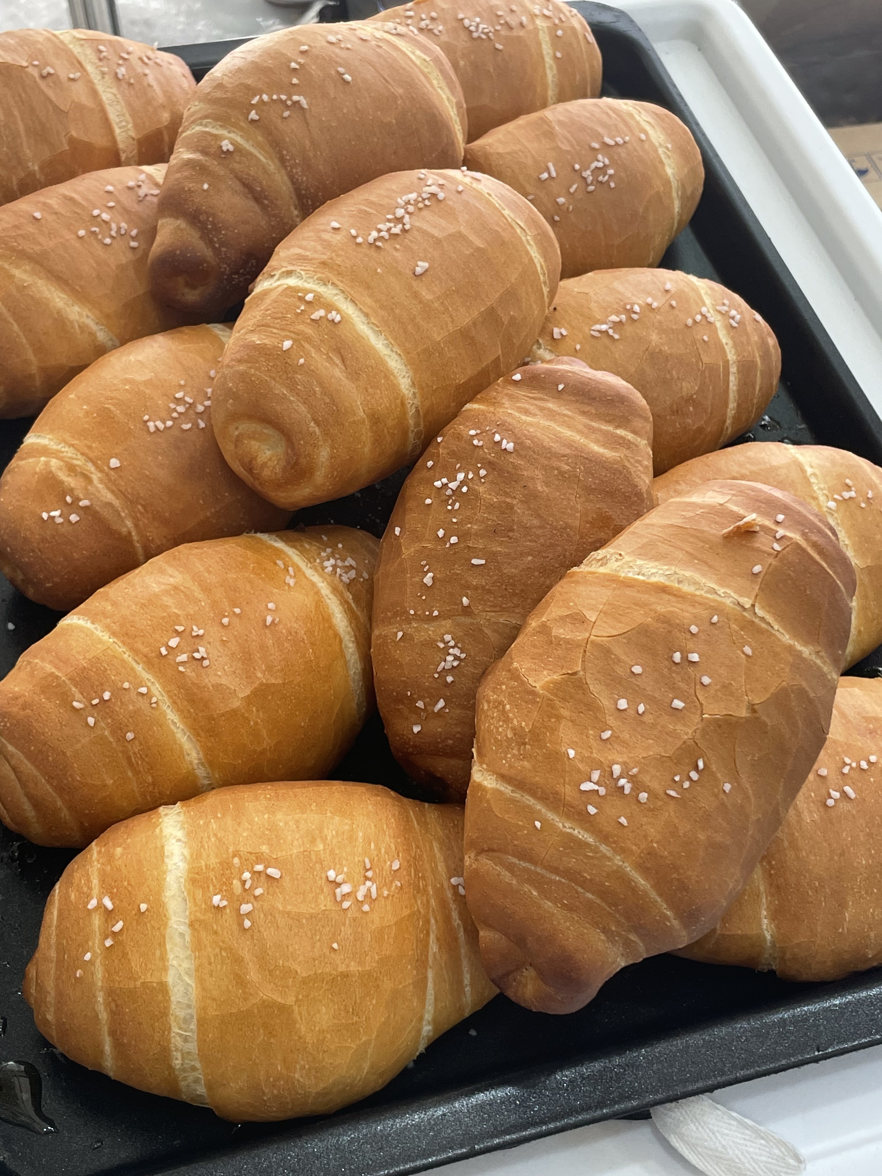 오잇트 경상 애견맛집