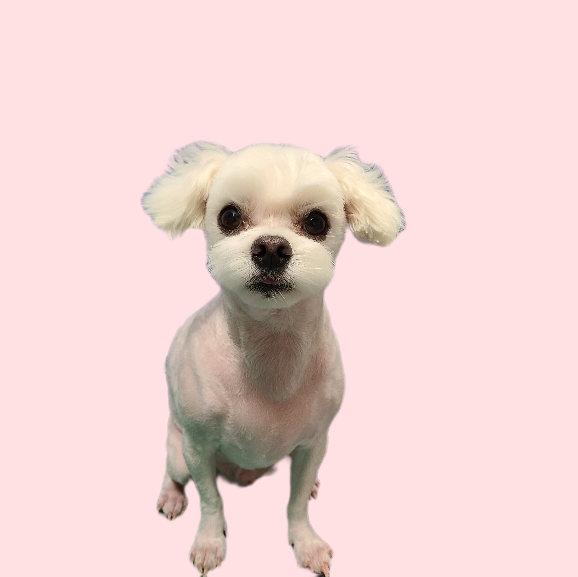 이레네 강아지 대표 이미지