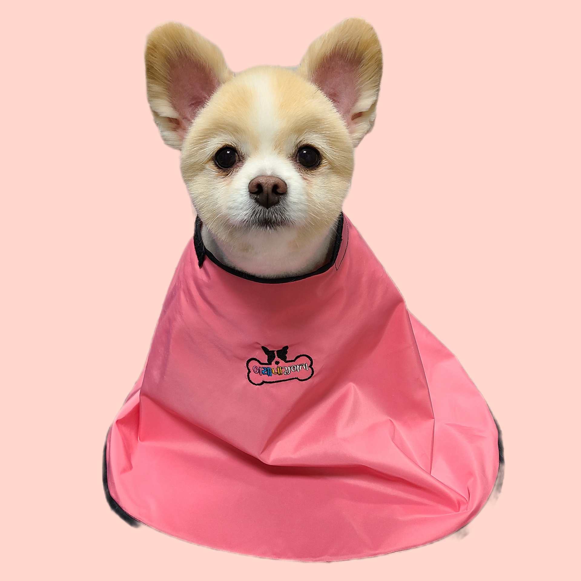 이레네 강아지 대표 이미지
