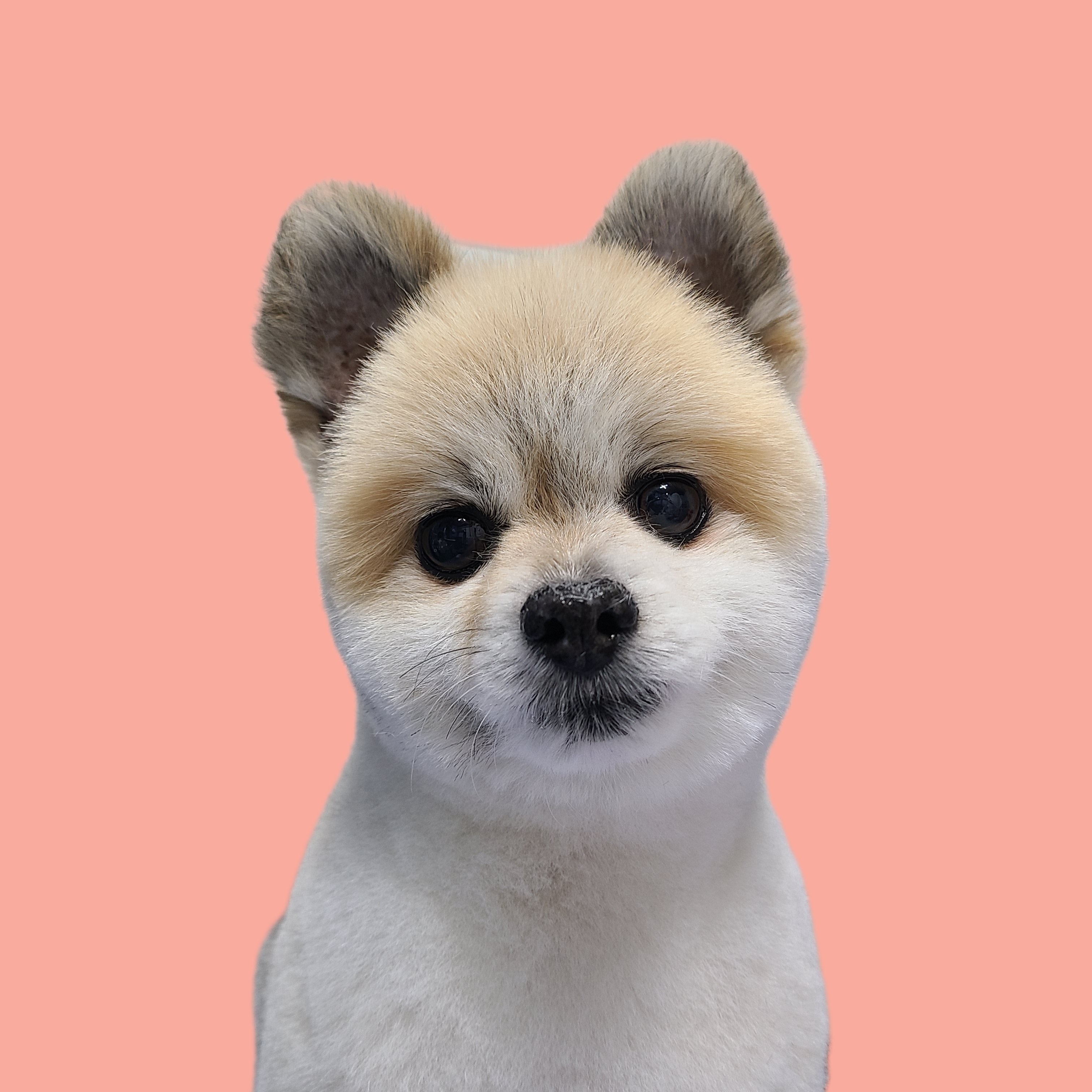 이레네 강아지 대표 이미지