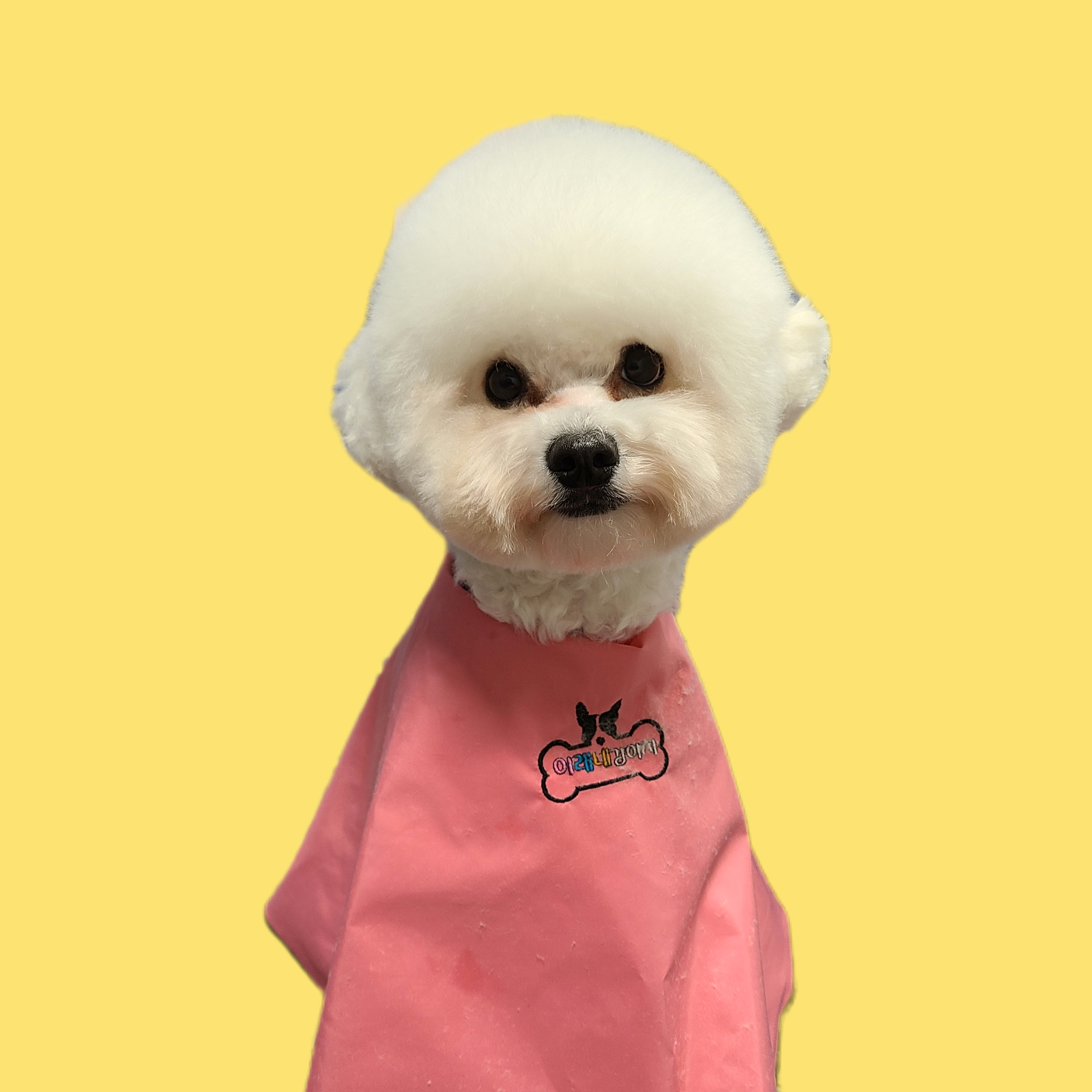 이레네 강아지 대표 이미지