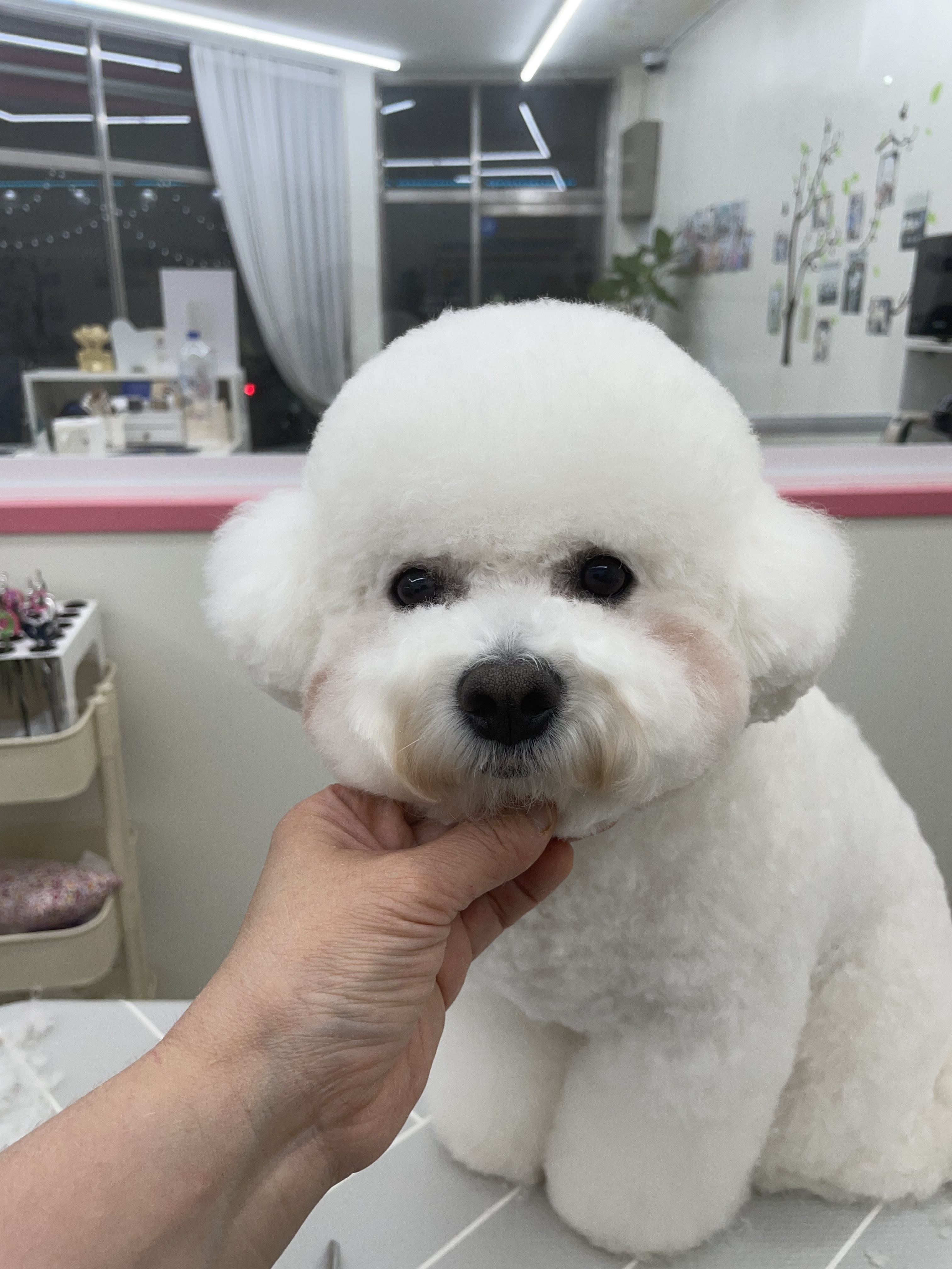 윤펫살롱 대표 이미지