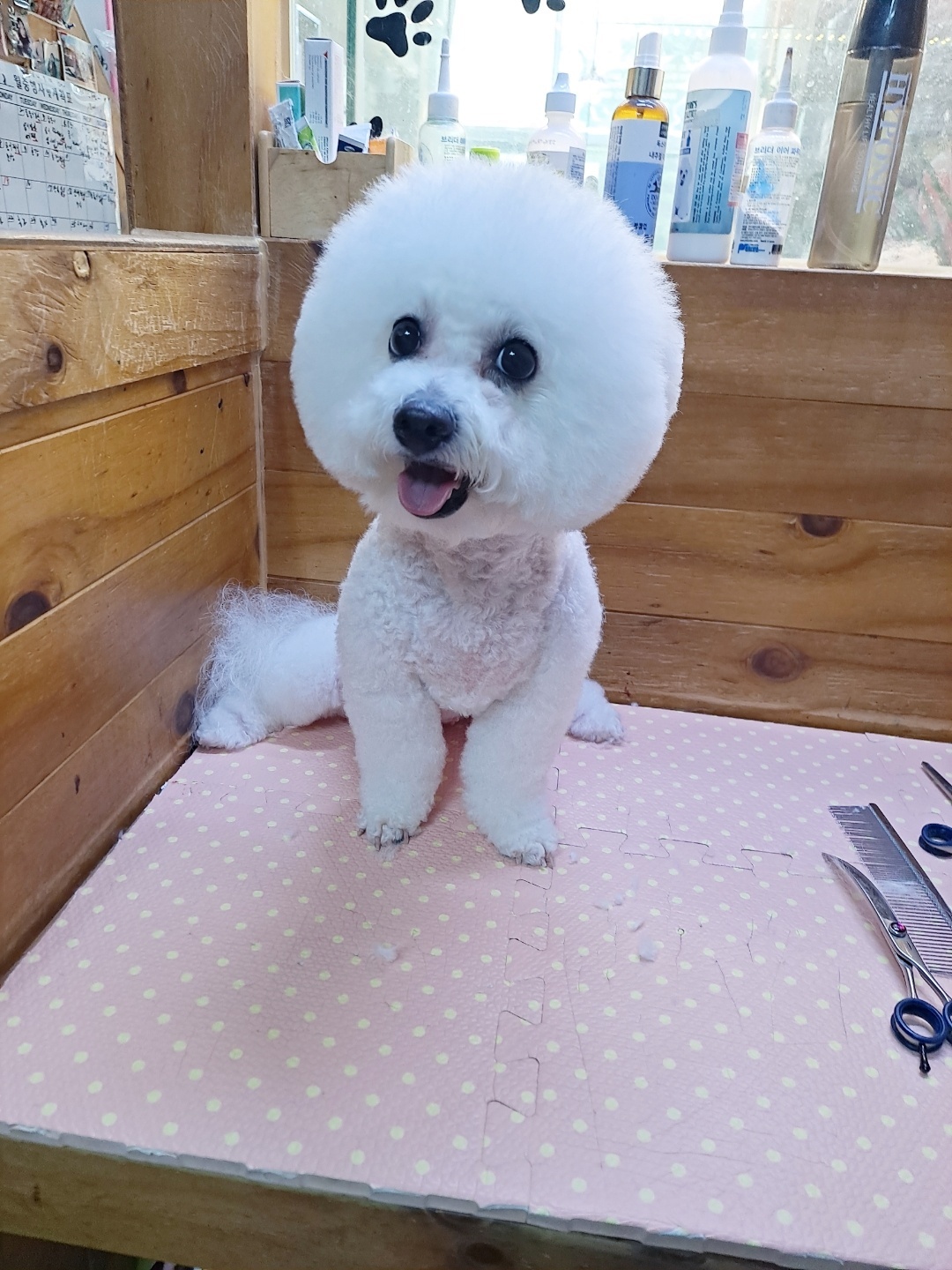 문화애견 대표 이미지