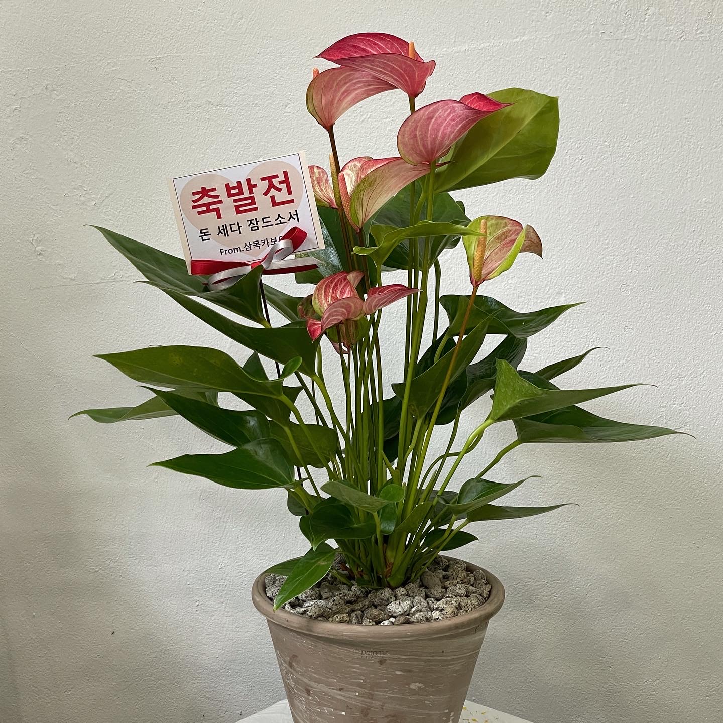 팡세아모아