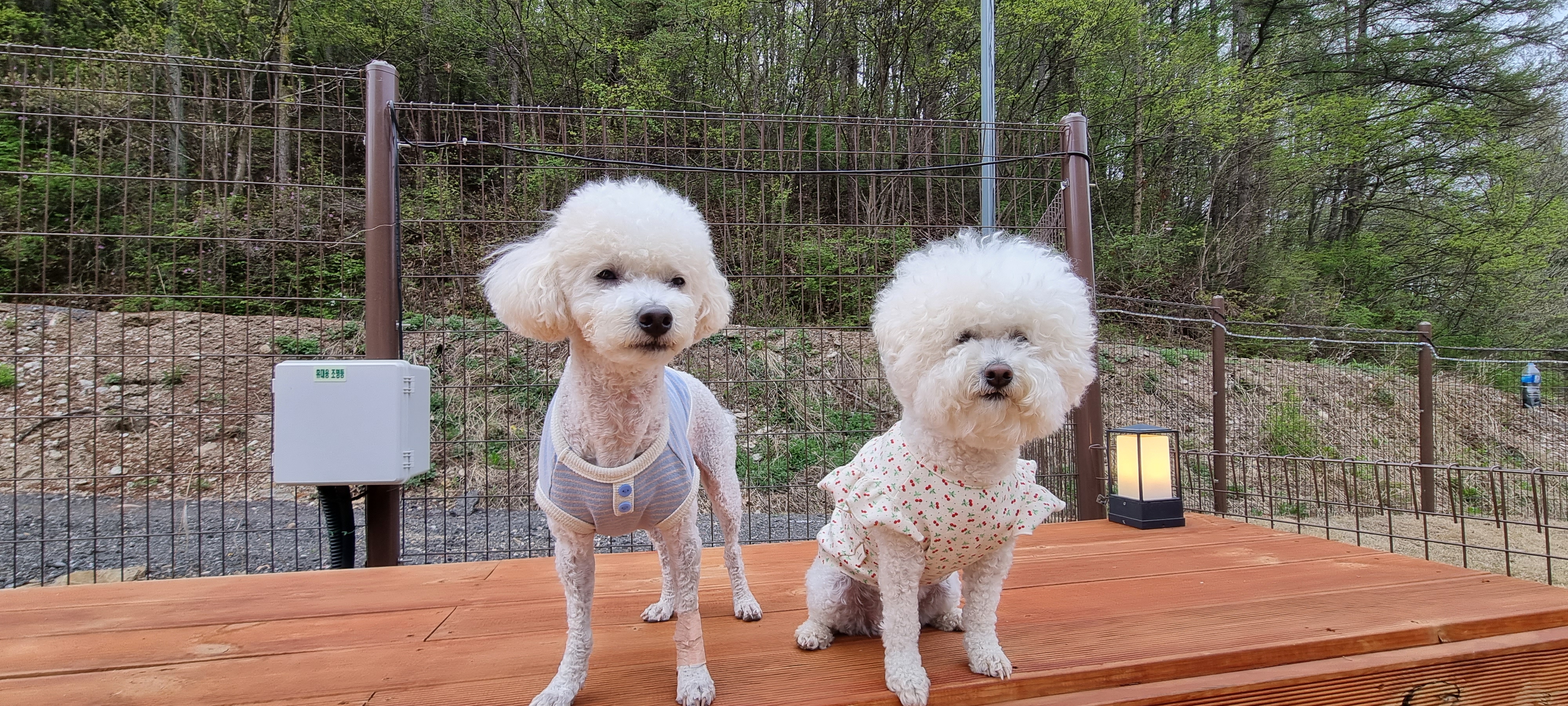 캠핑중DOG