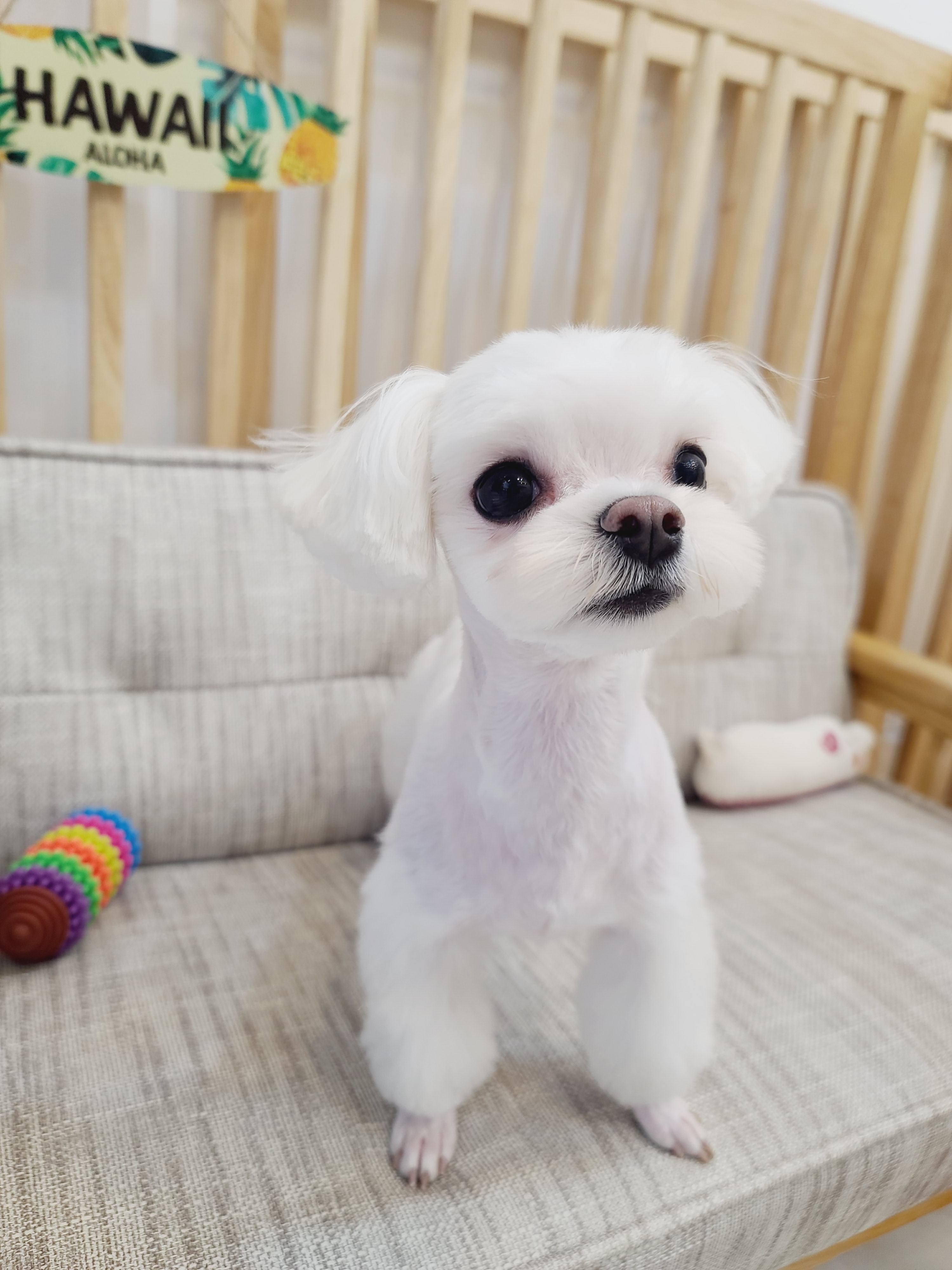 그루밍하와이 대표 이미지
