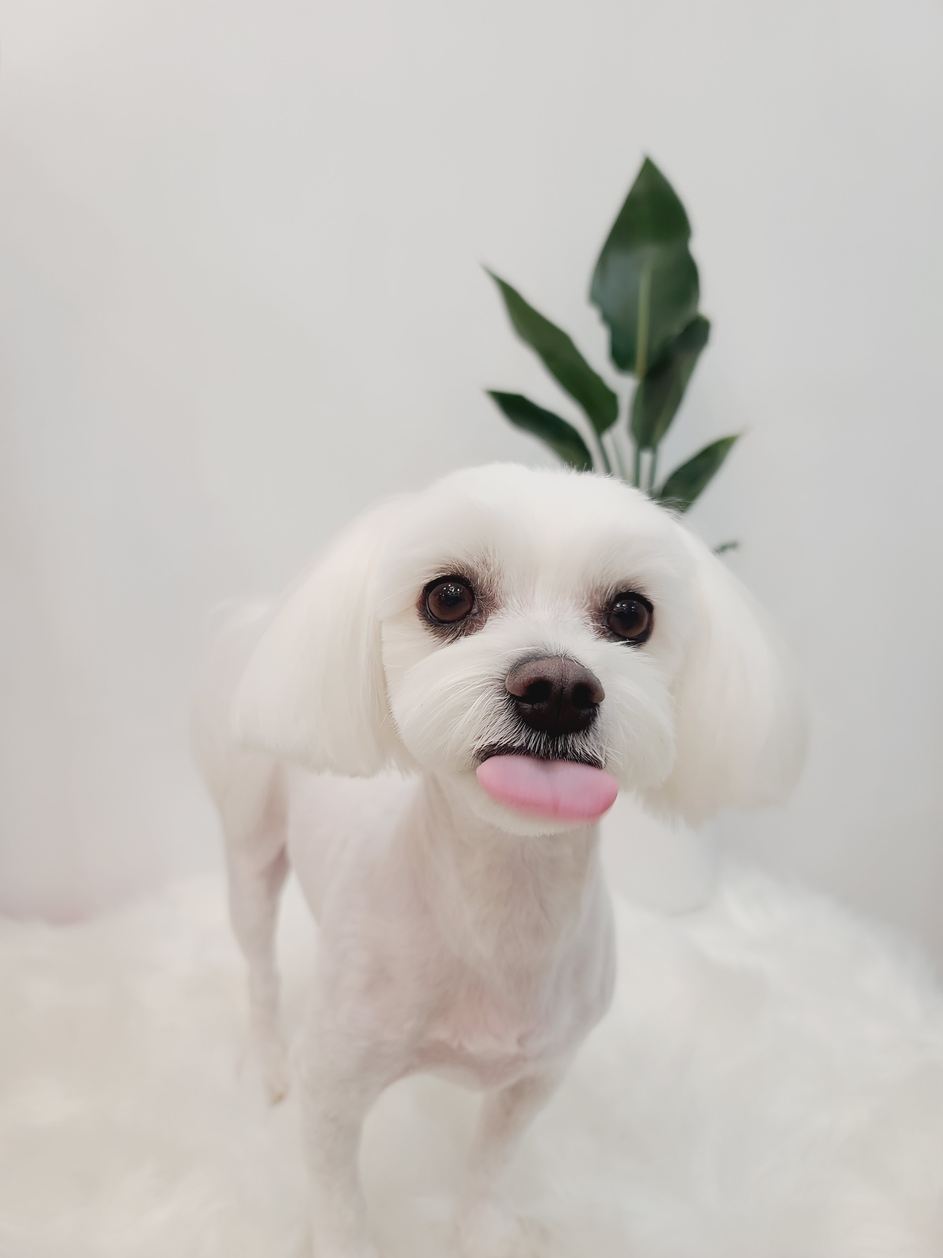 그루밍하와이 대표 이미지