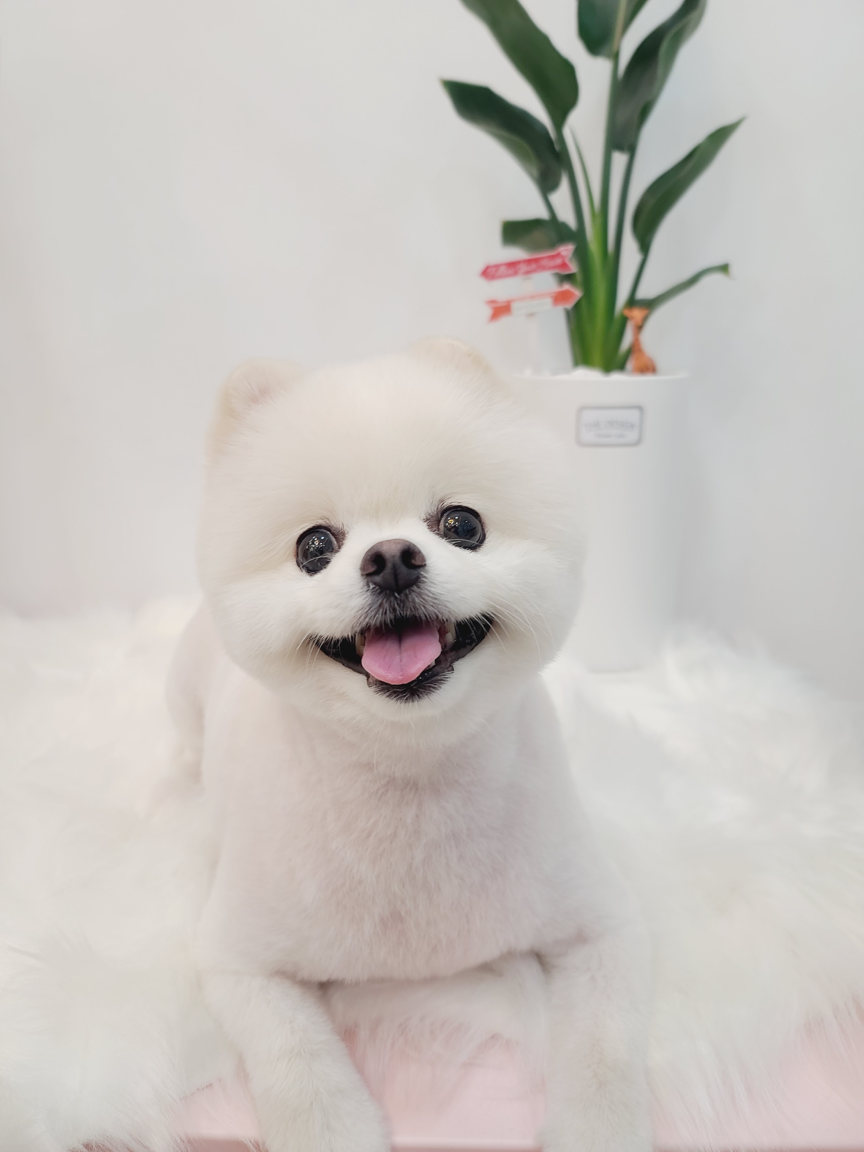 그루밍하와이 내부 또는 관련 모습