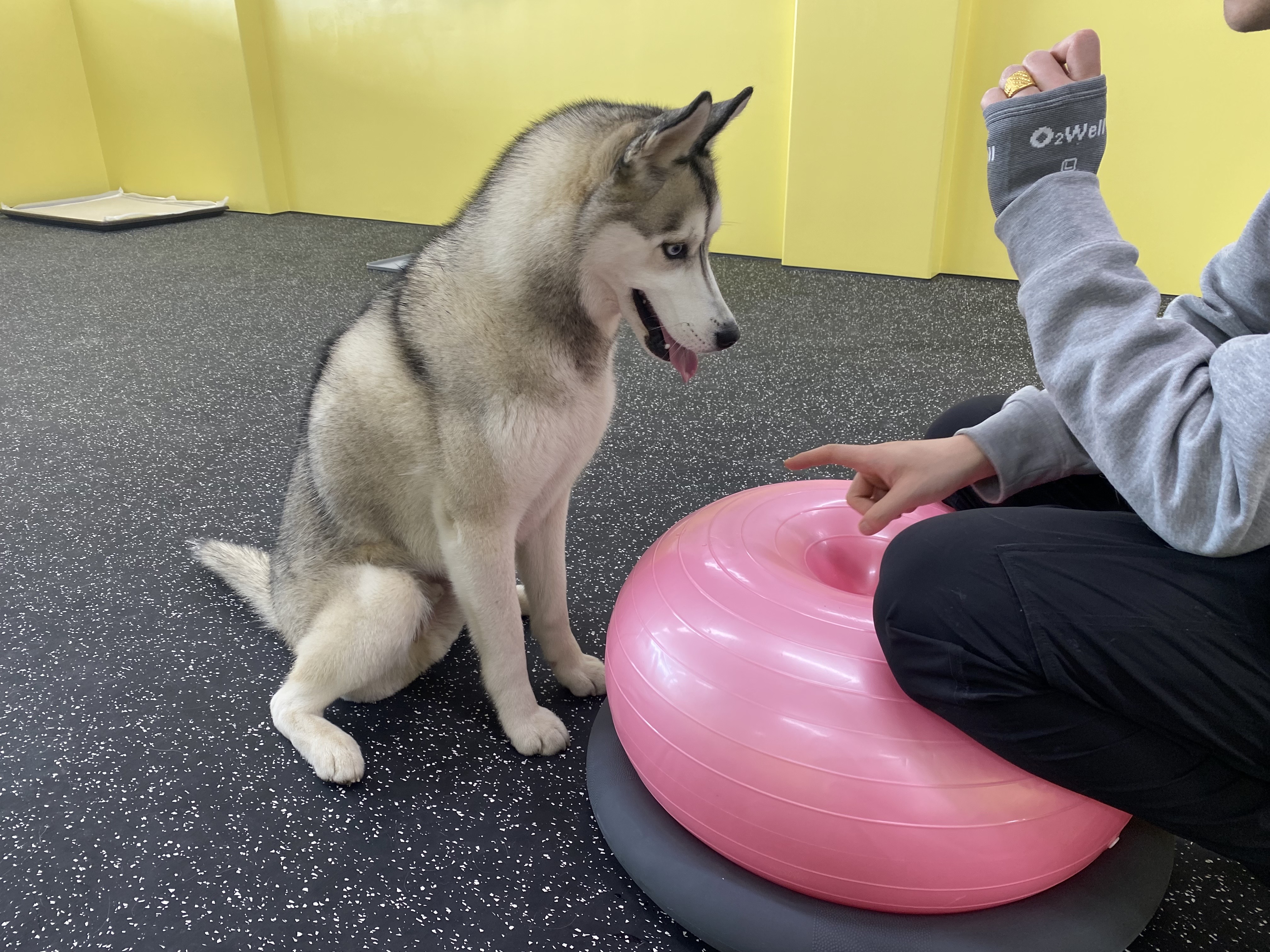 댕교오겠습니다 이미지