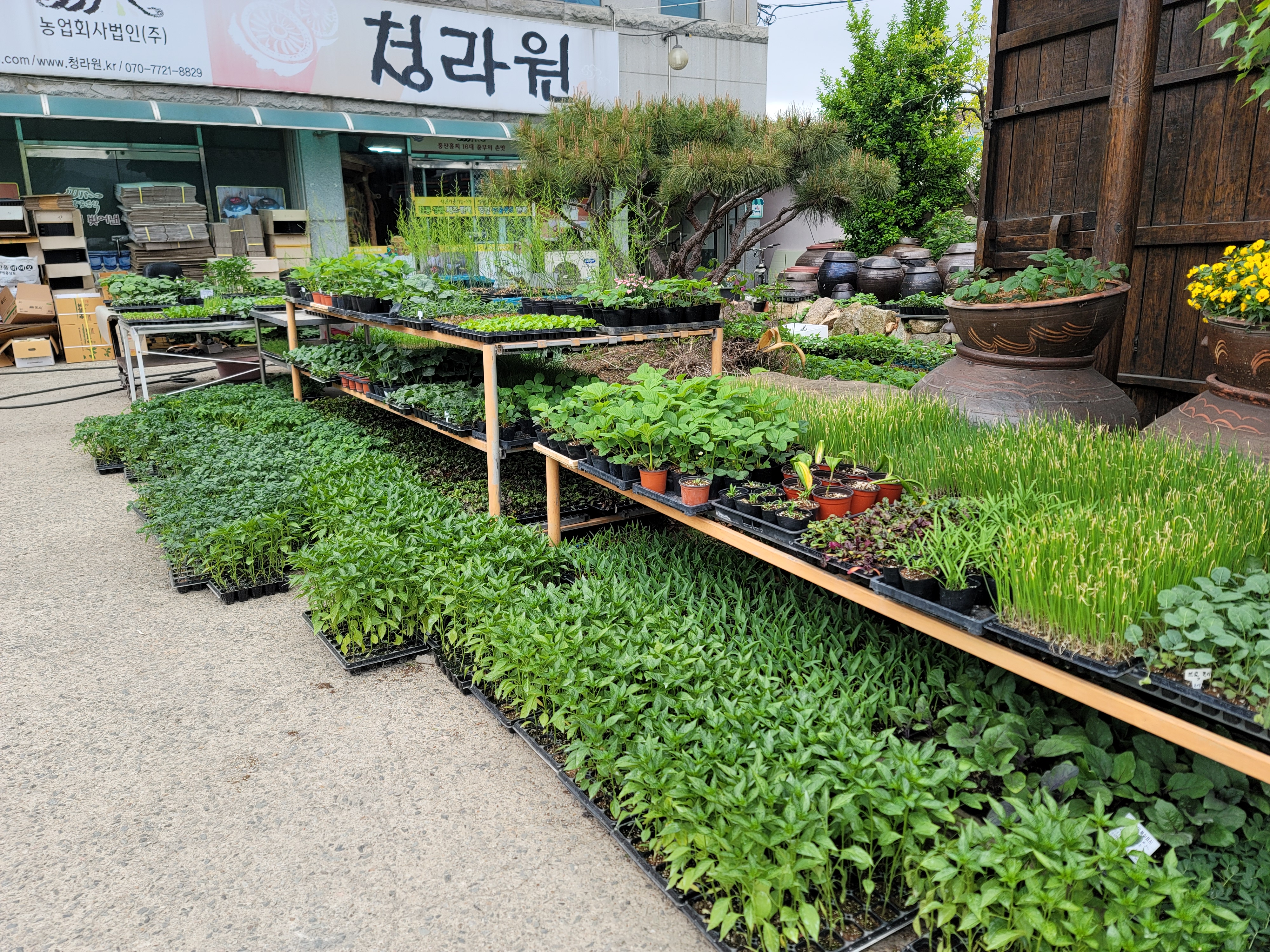 청라원