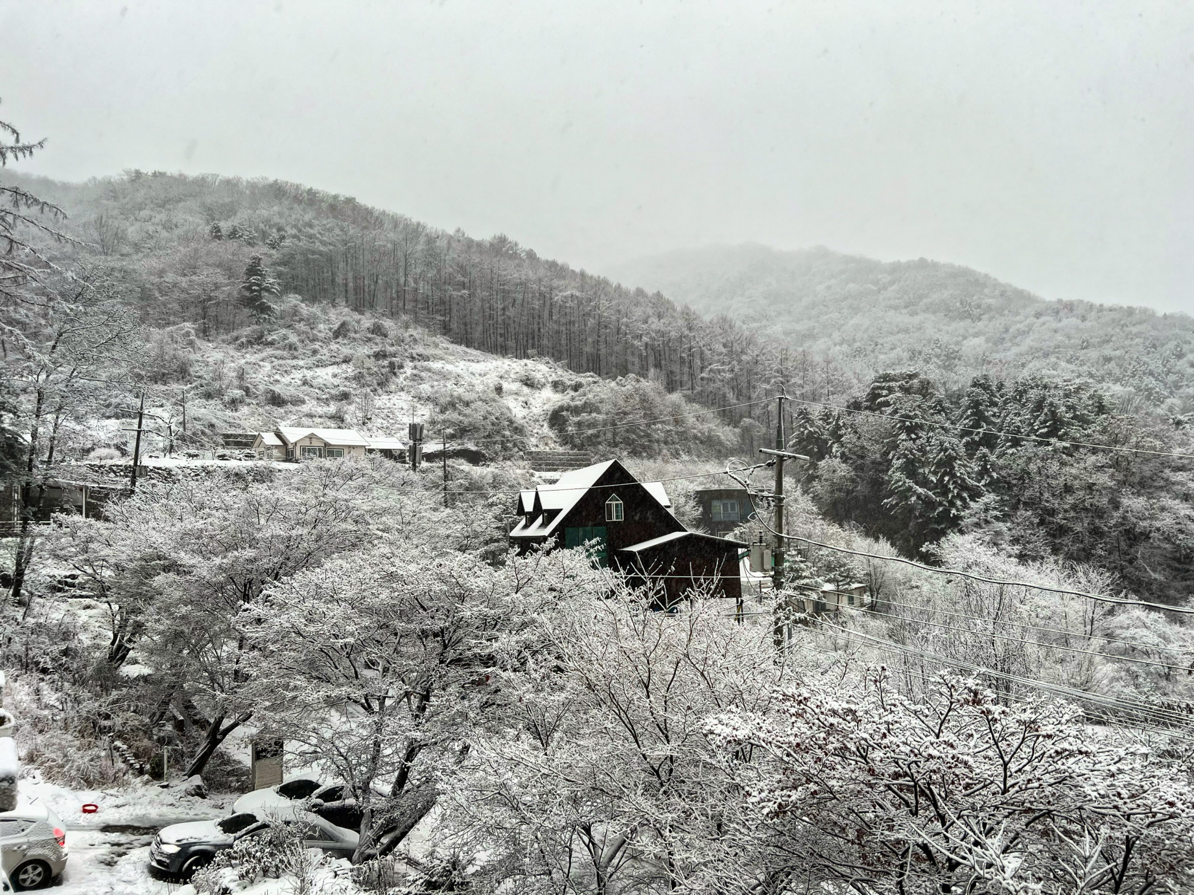 숲다