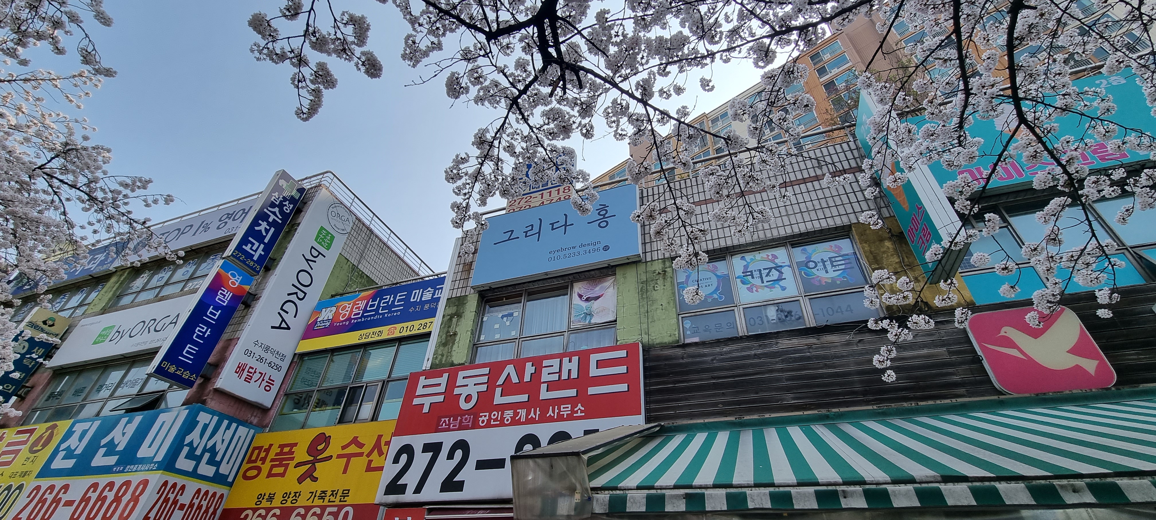 그리다홍