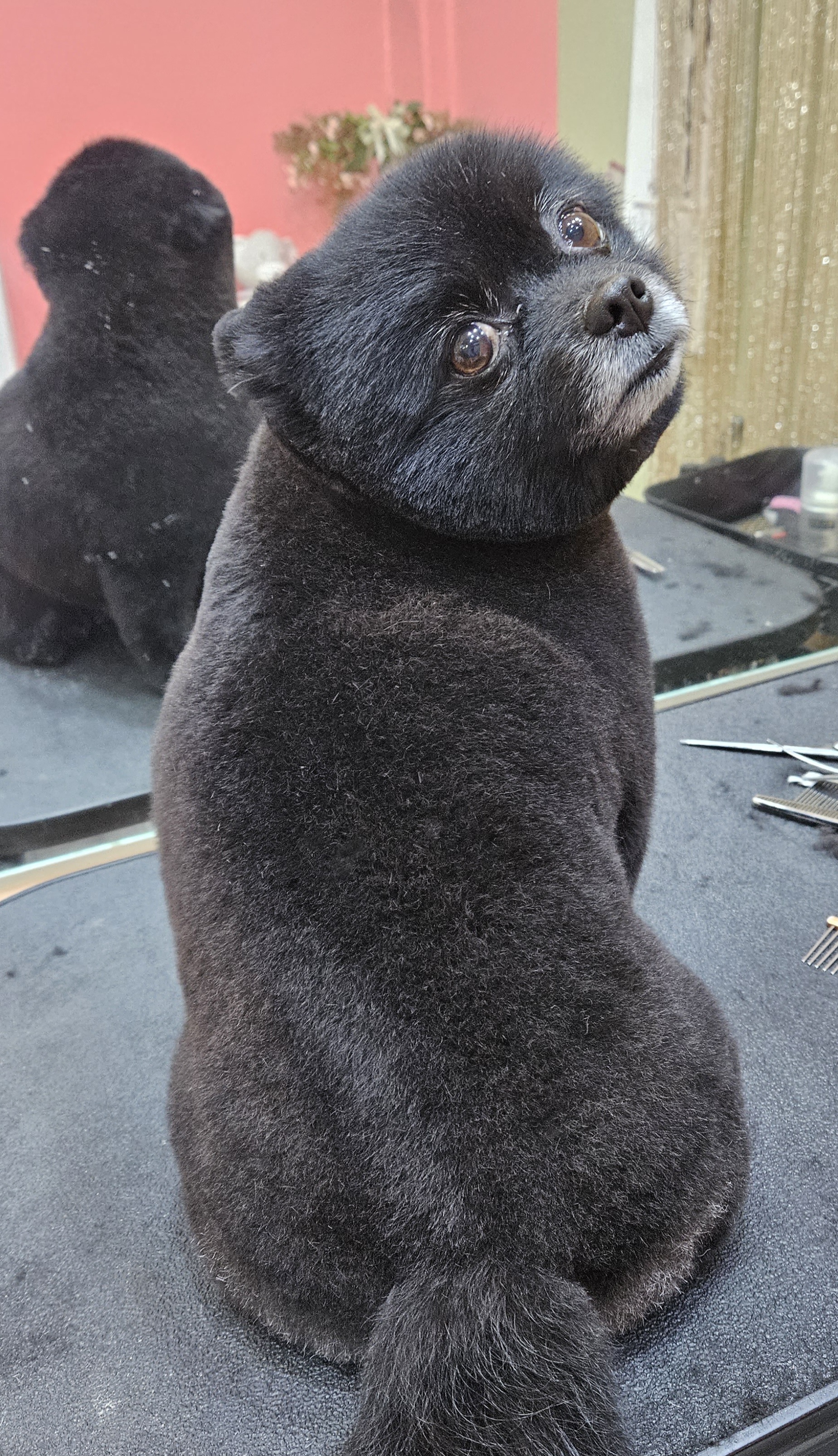 달봉이펫샵 대표 이미지