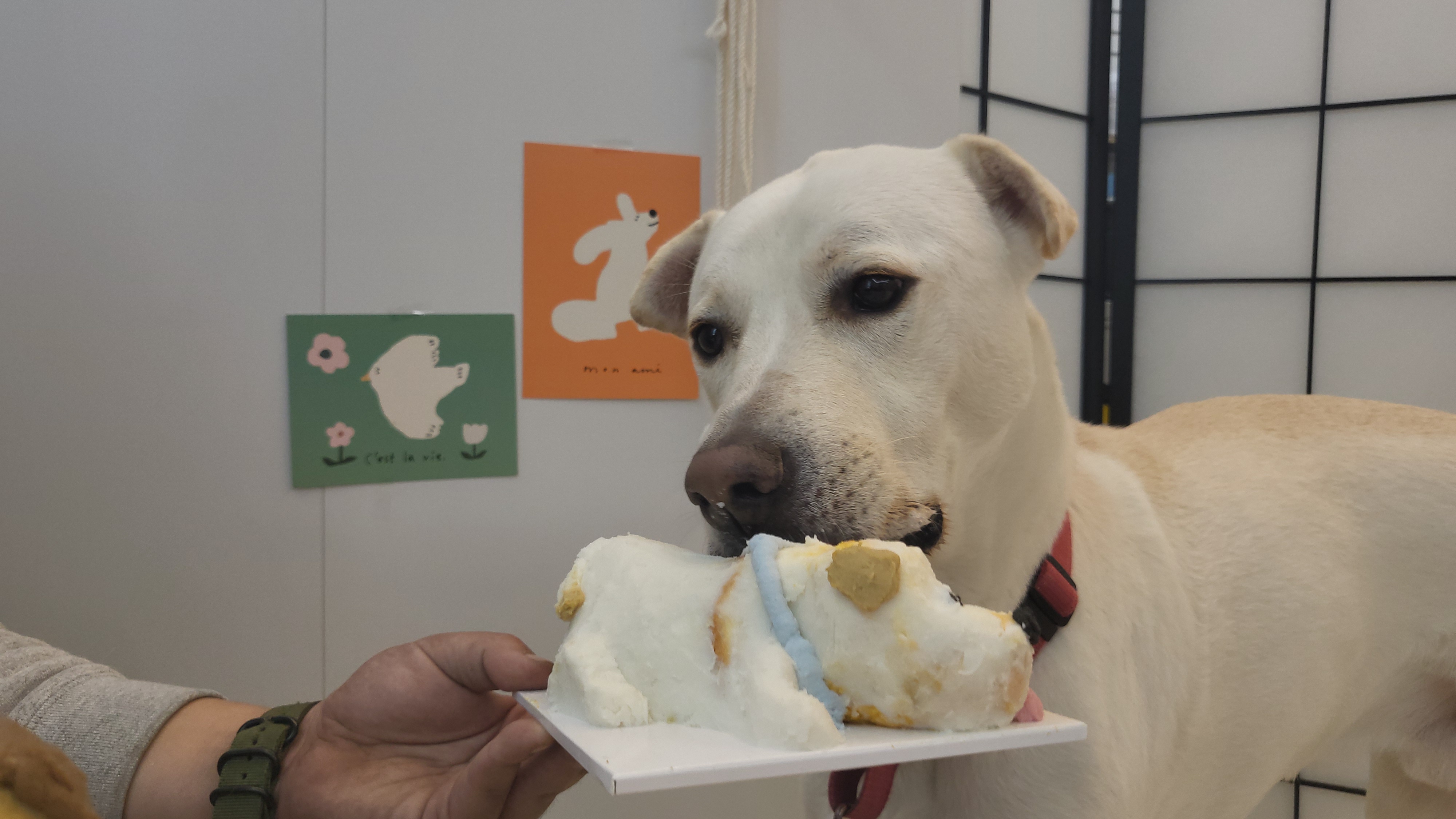 일산슈퍼멍멍 대표 이미지