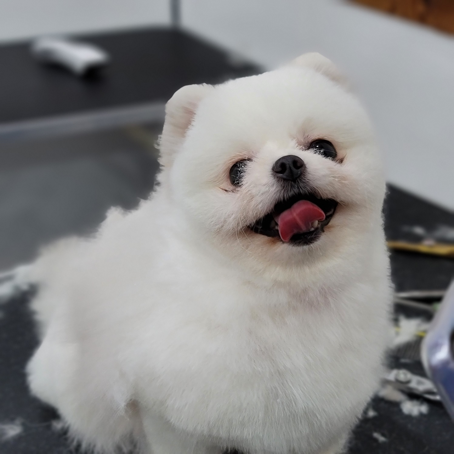 쿨펫애견미용학원 수원점