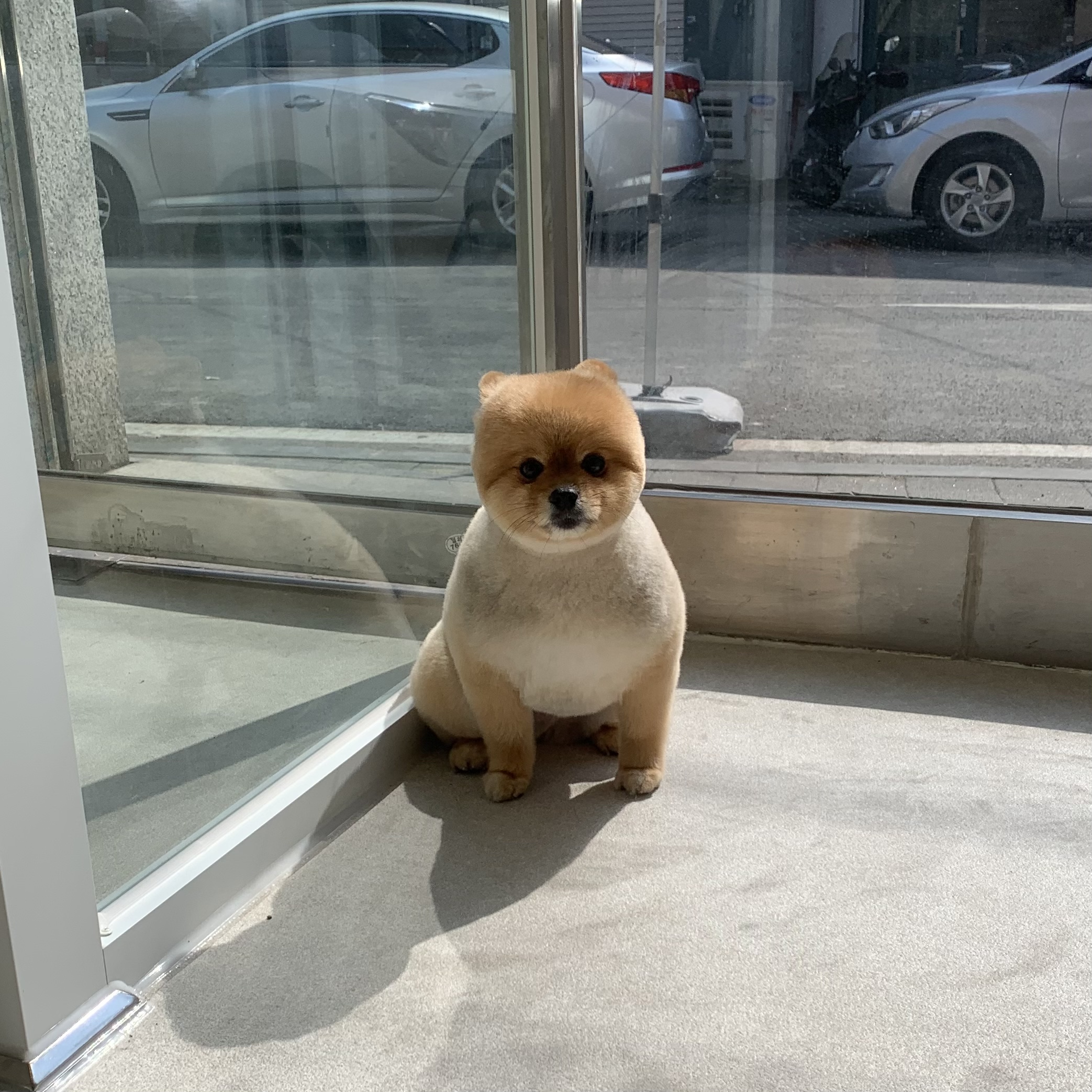 블링펫 대표 이미지