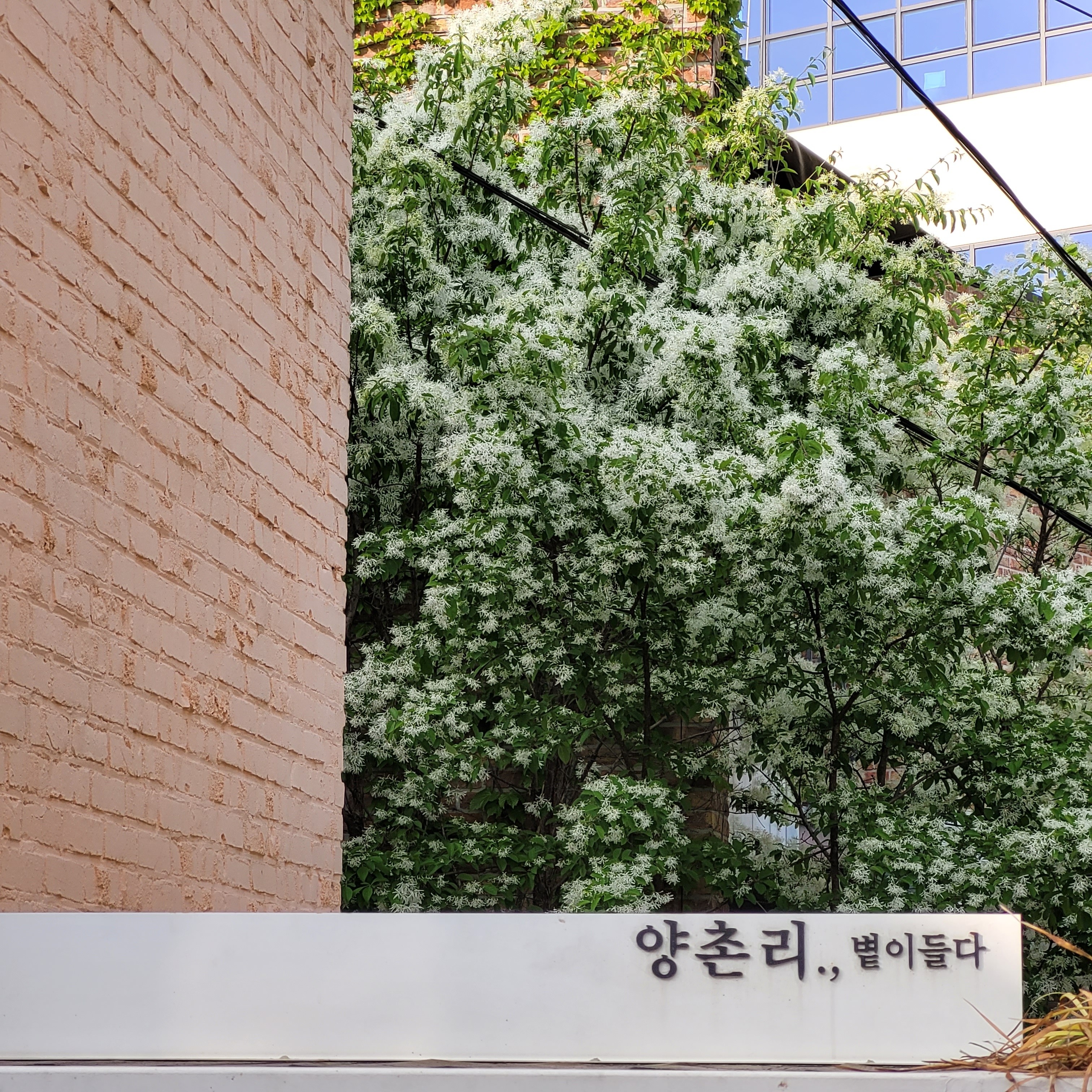 카페 양촌리 대표 이미지