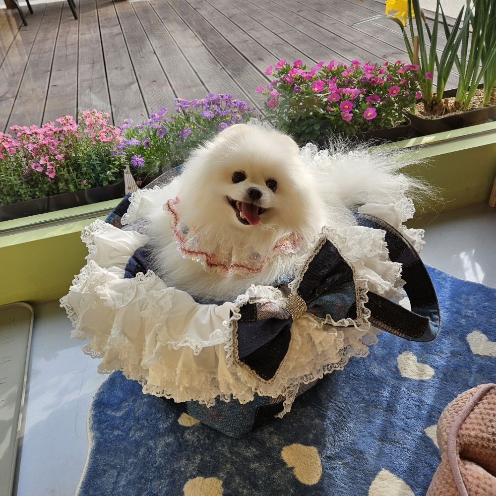 티나DOG 대표 이미지