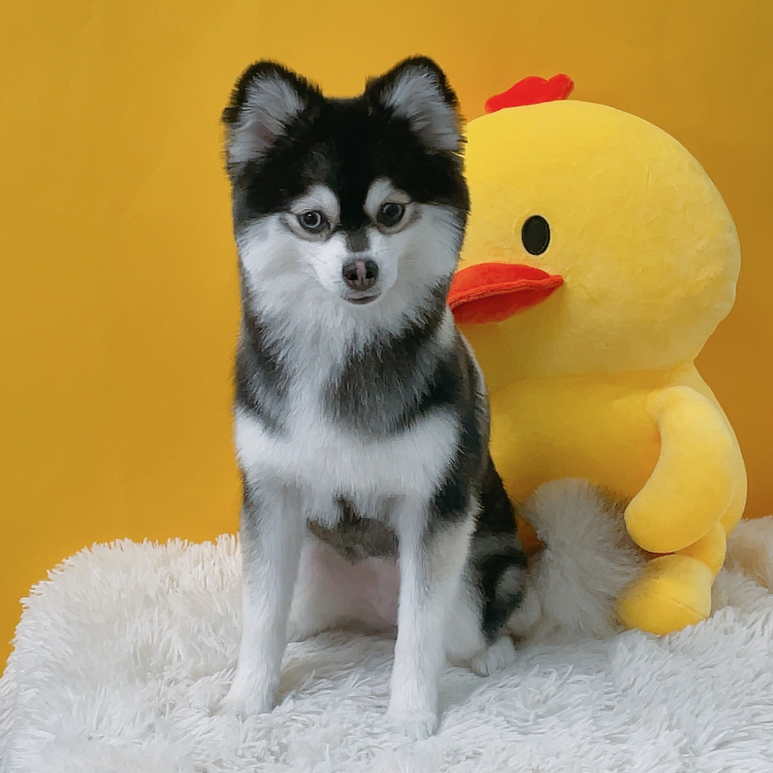 플러스독 대표 이미지