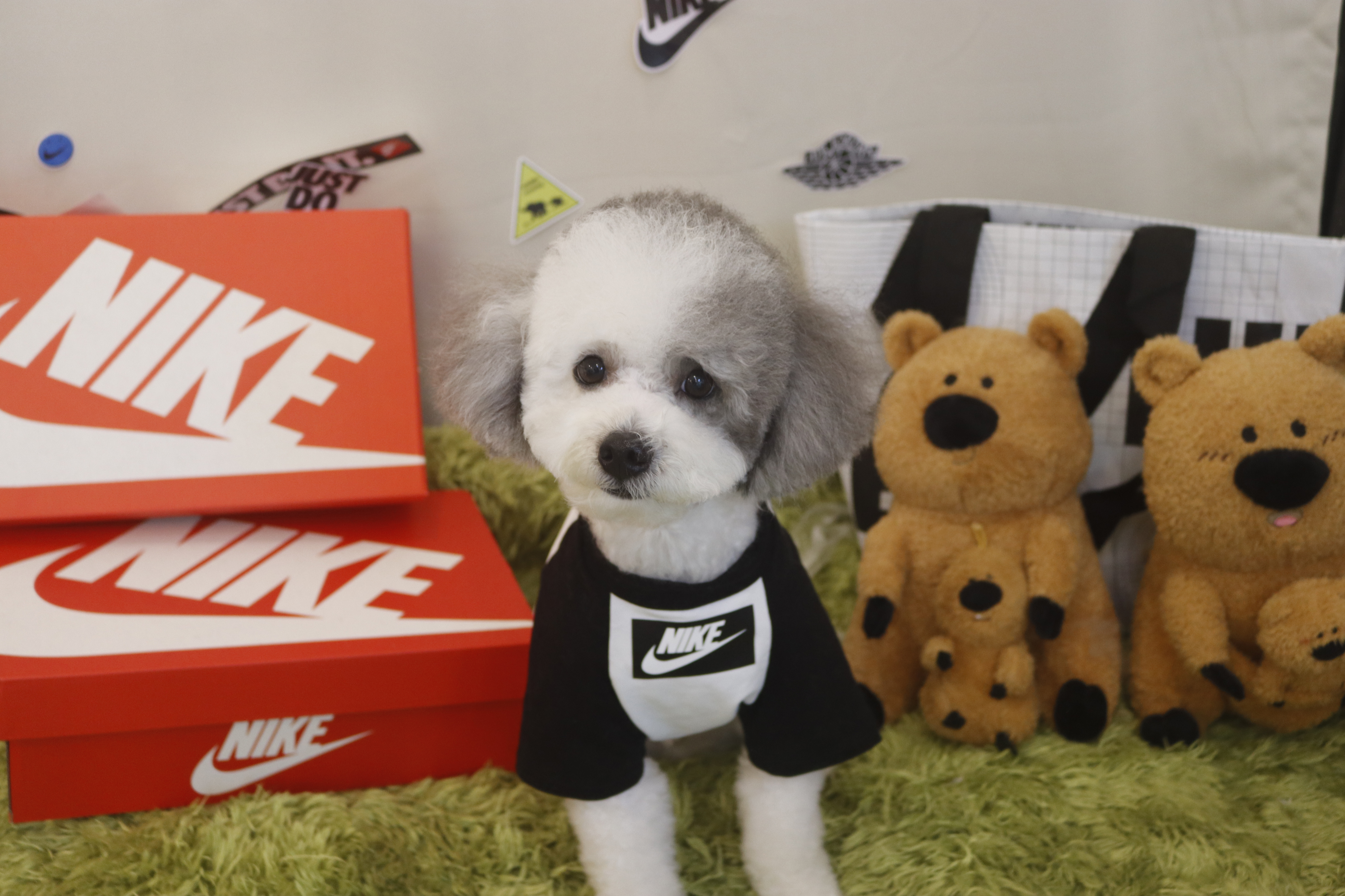 어반도그 대표 이미지