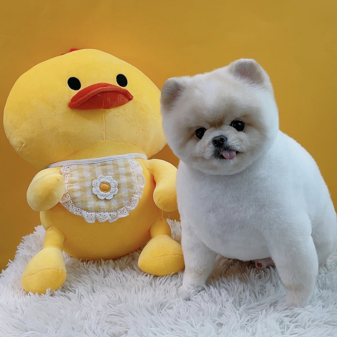 플러스독 대표 이미지