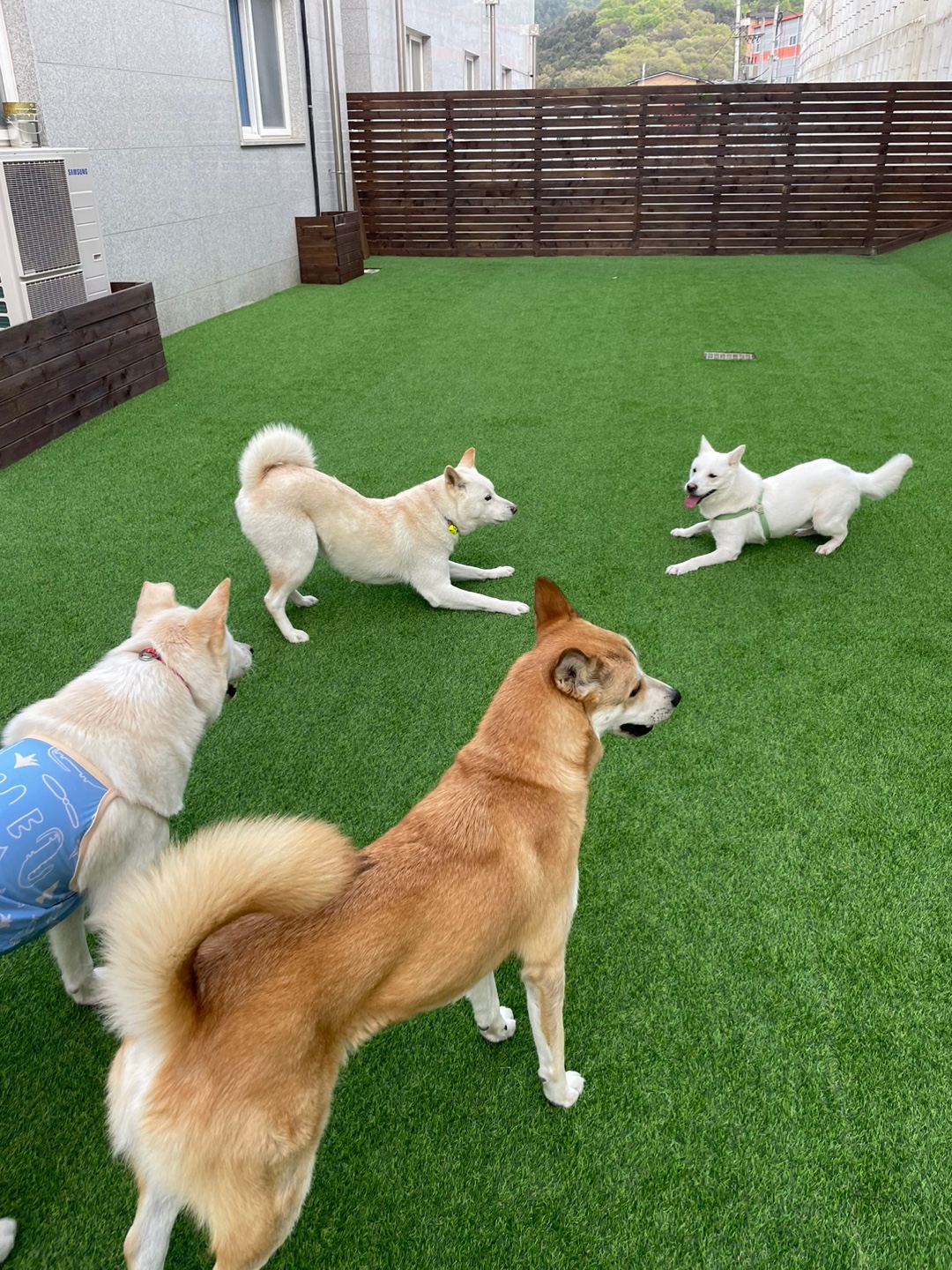 파자마독 대표 이미지