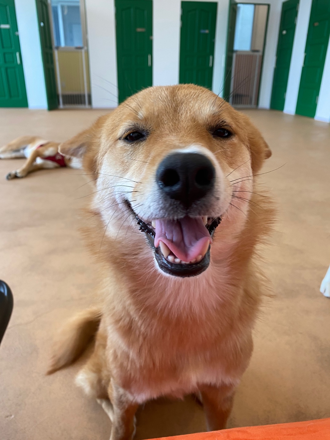 파자마독 대표 이미지