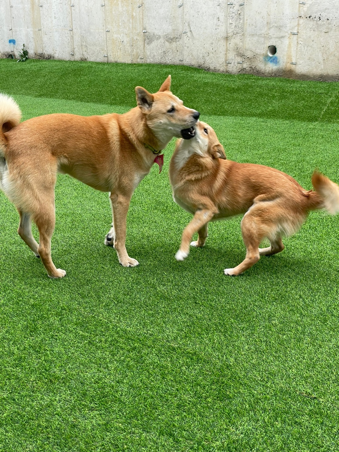 파자마독 대표 이미지